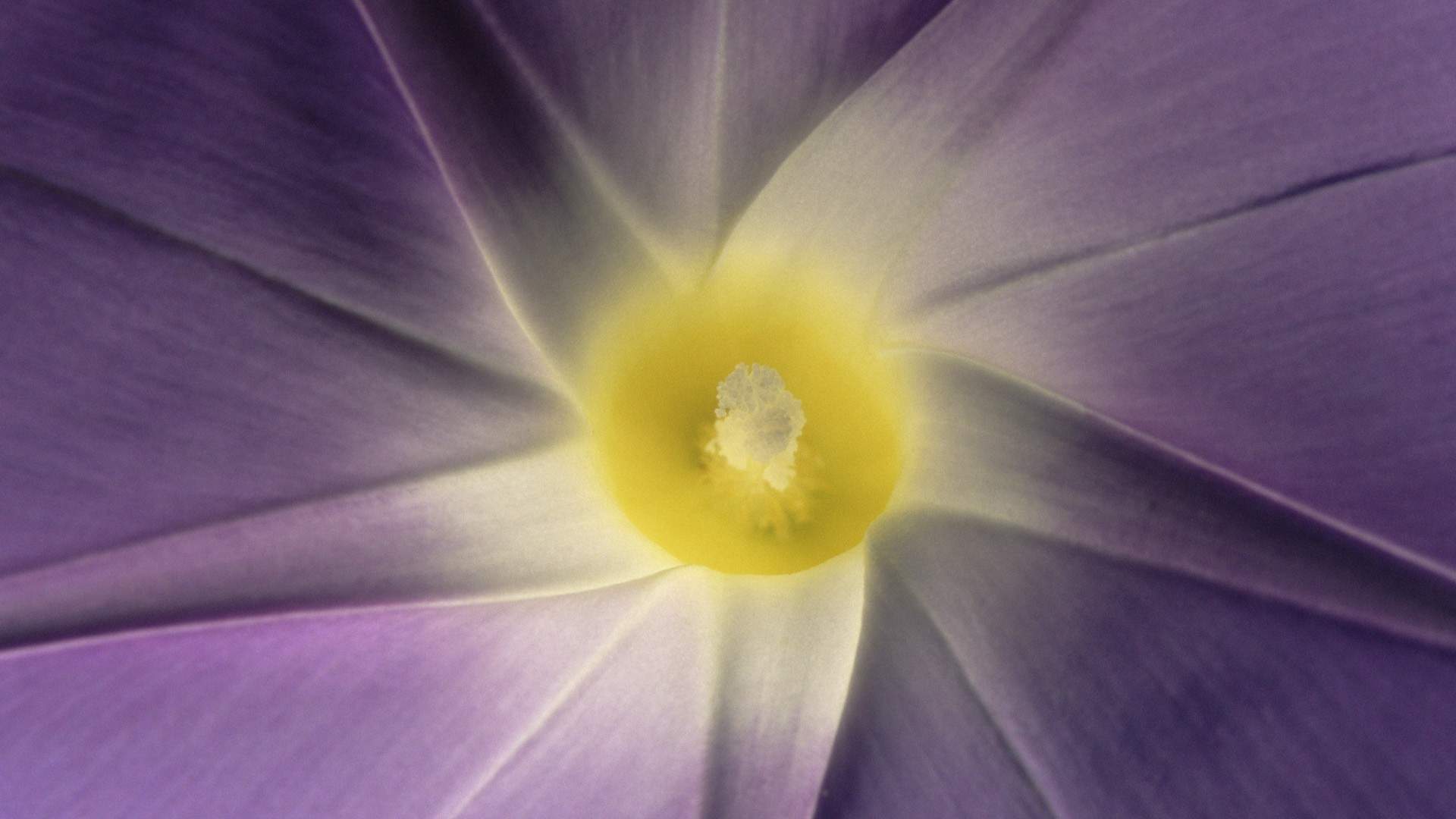 牵牛花图片
