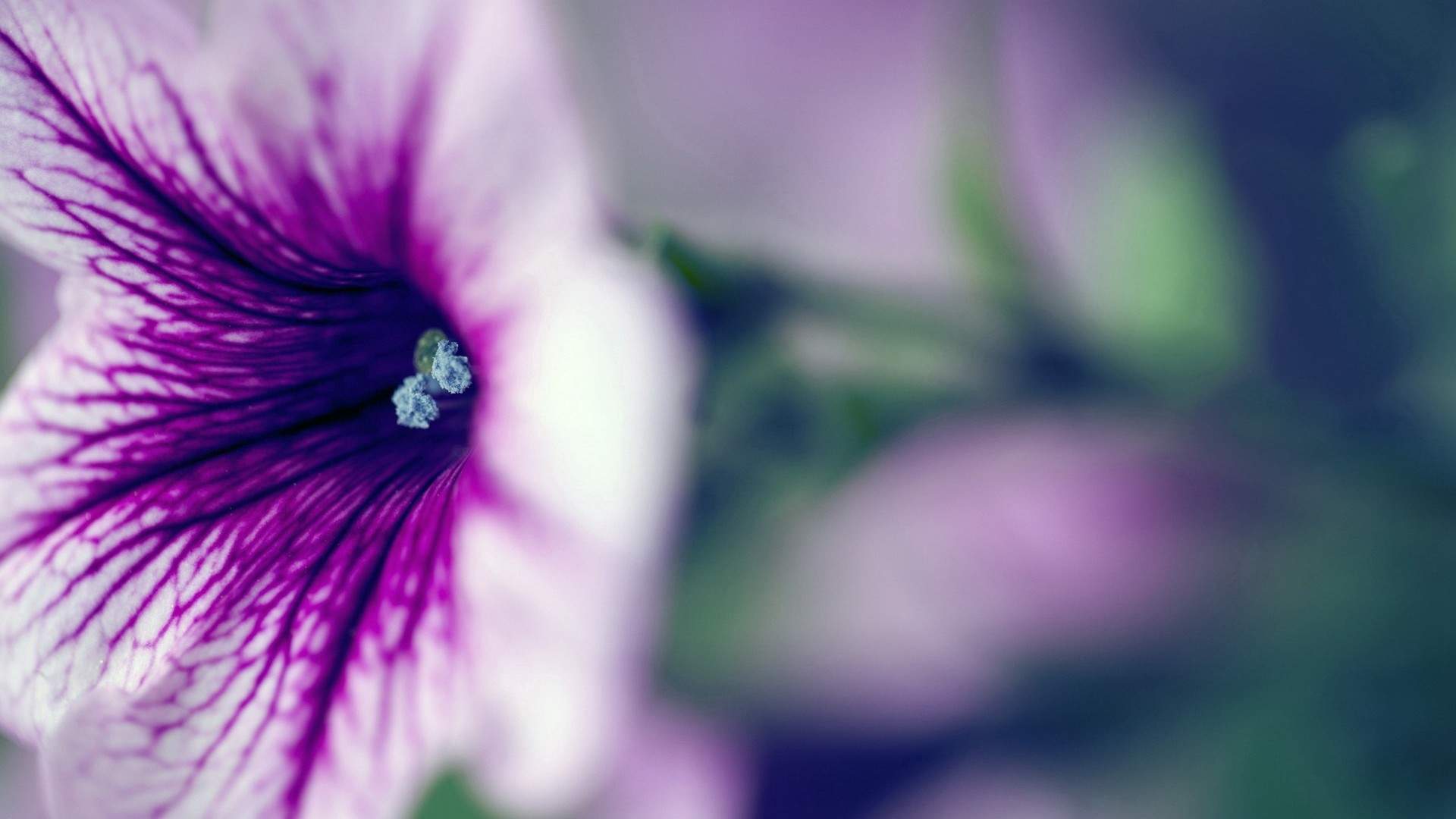 唯美紫色牵牛花图片电脑壁纸图片