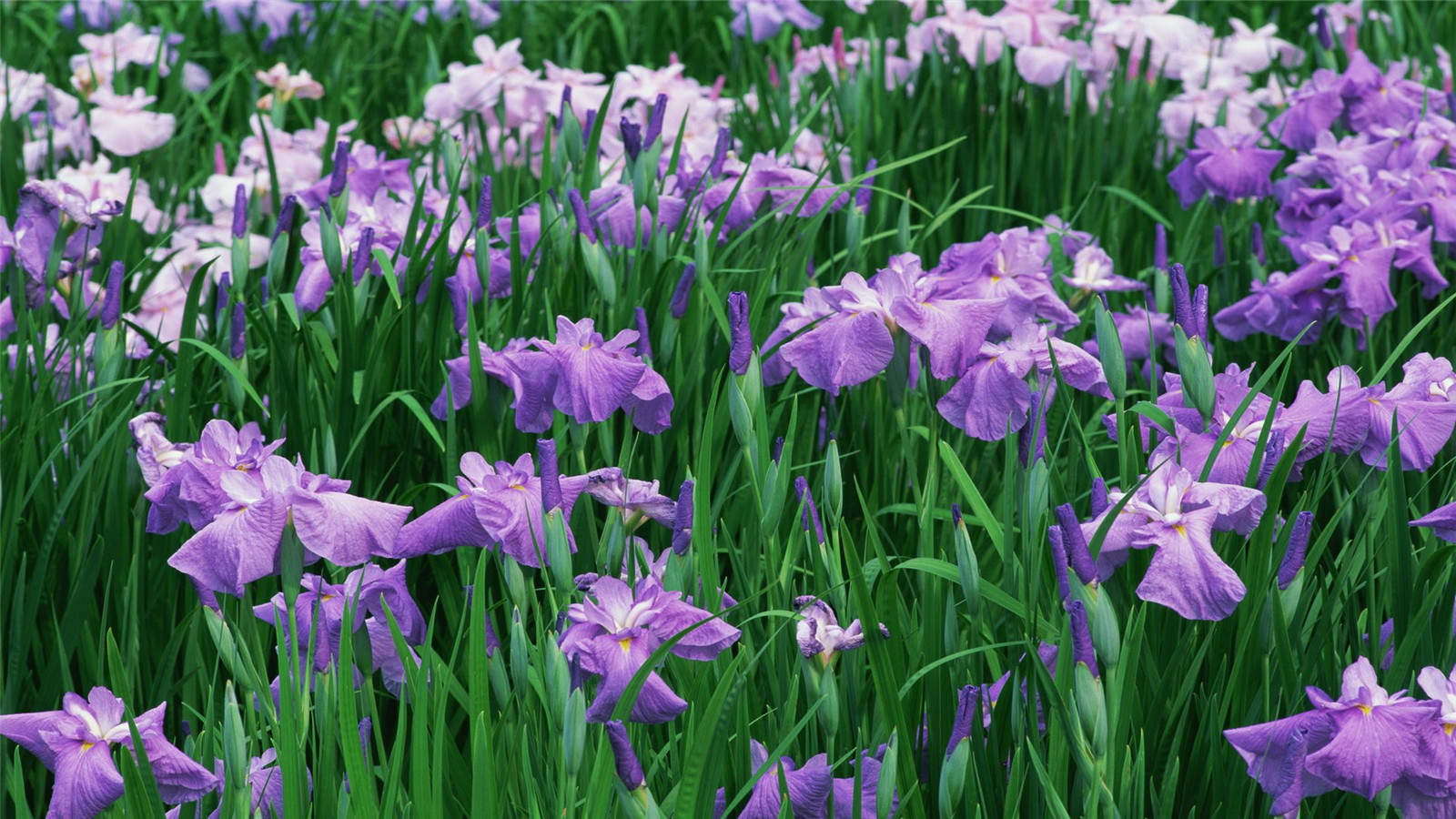 紫花图片
