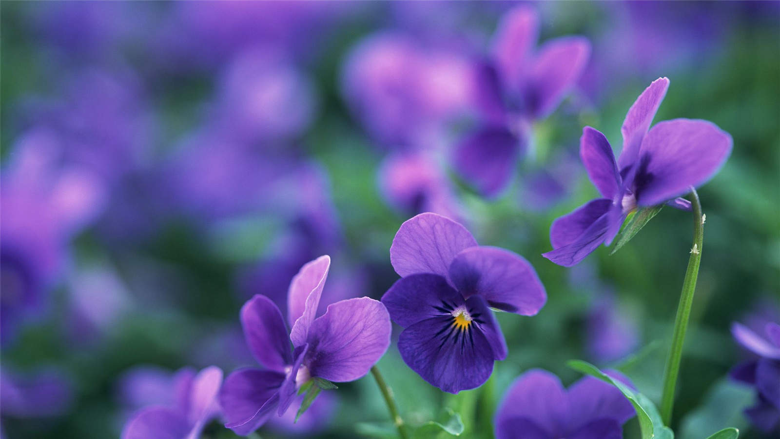 紫花图片