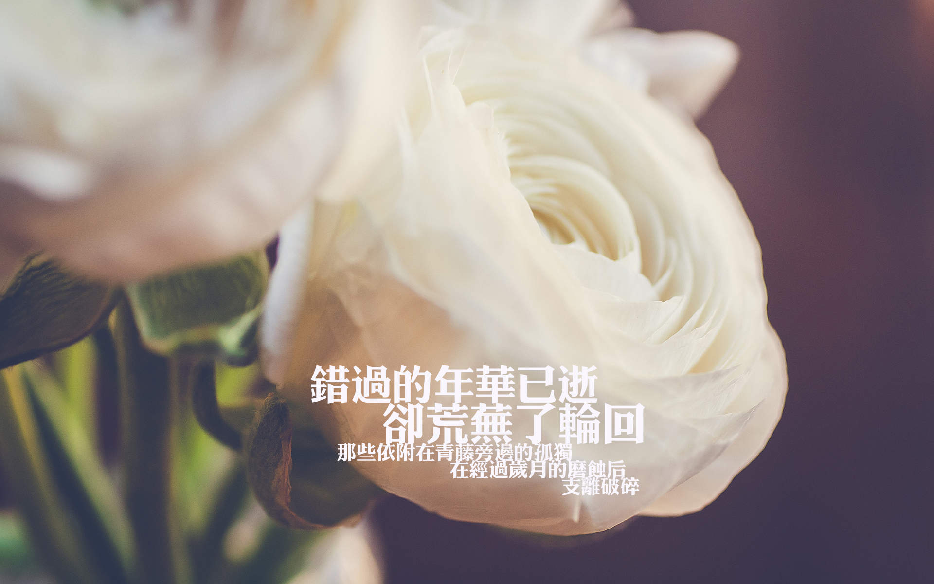 爱情文字语录高清图片 唯美心情语录图片图片