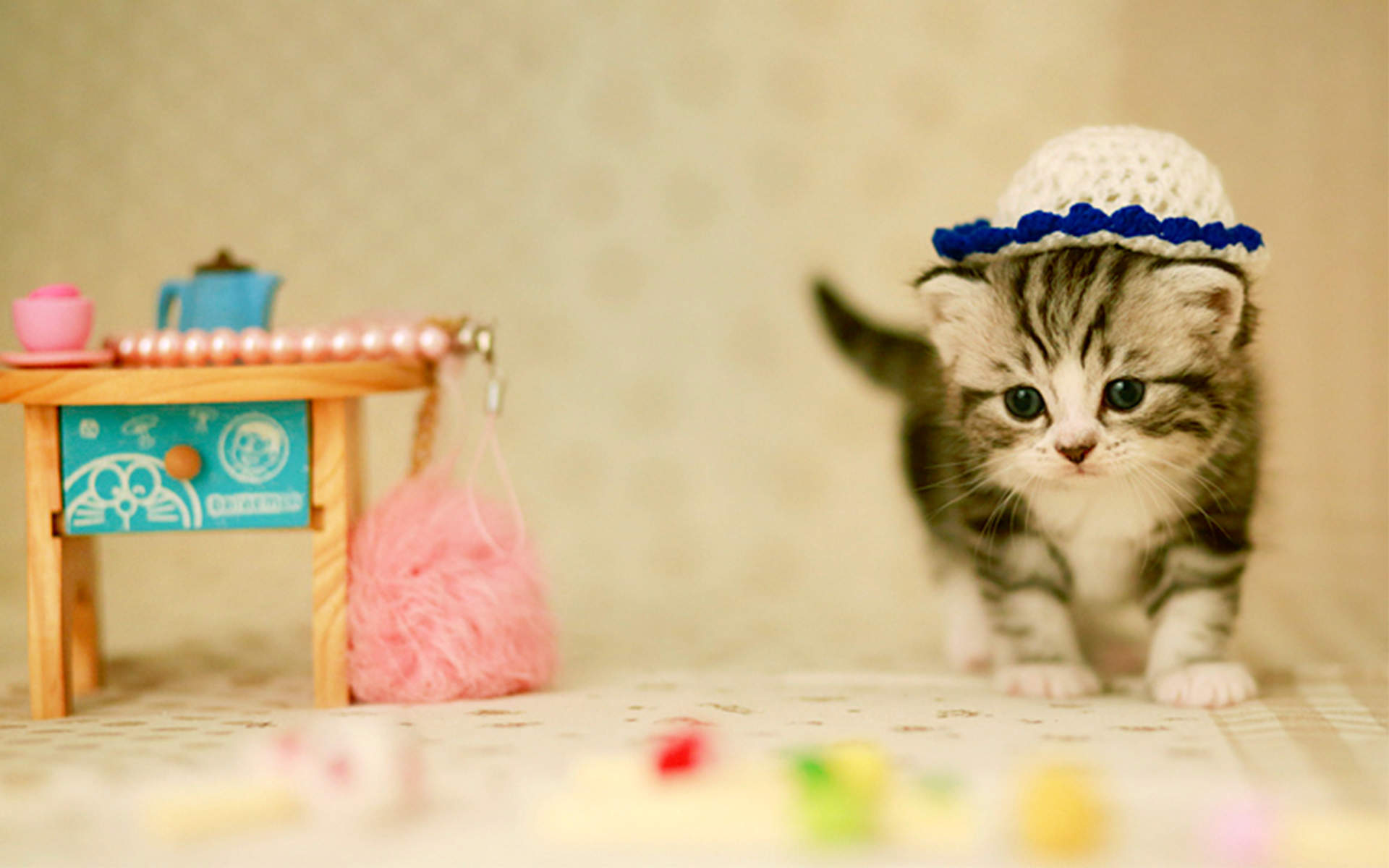 小猫图片