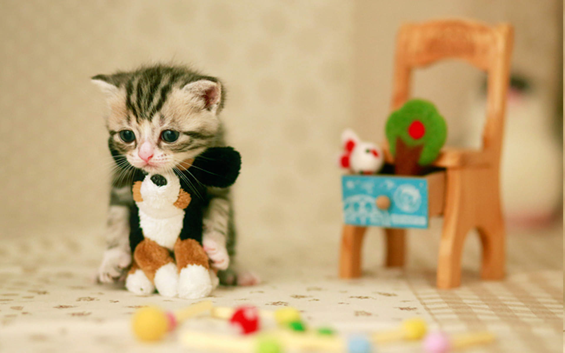 小猫图片