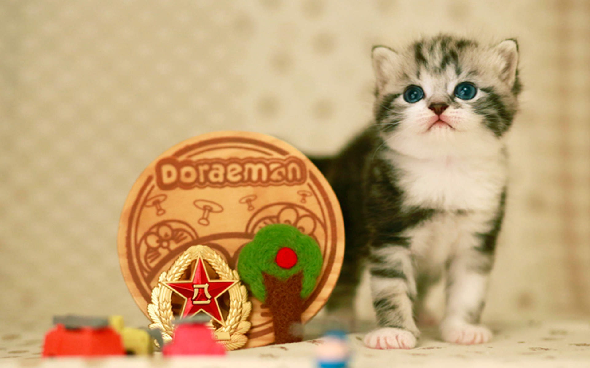 小猫图片
