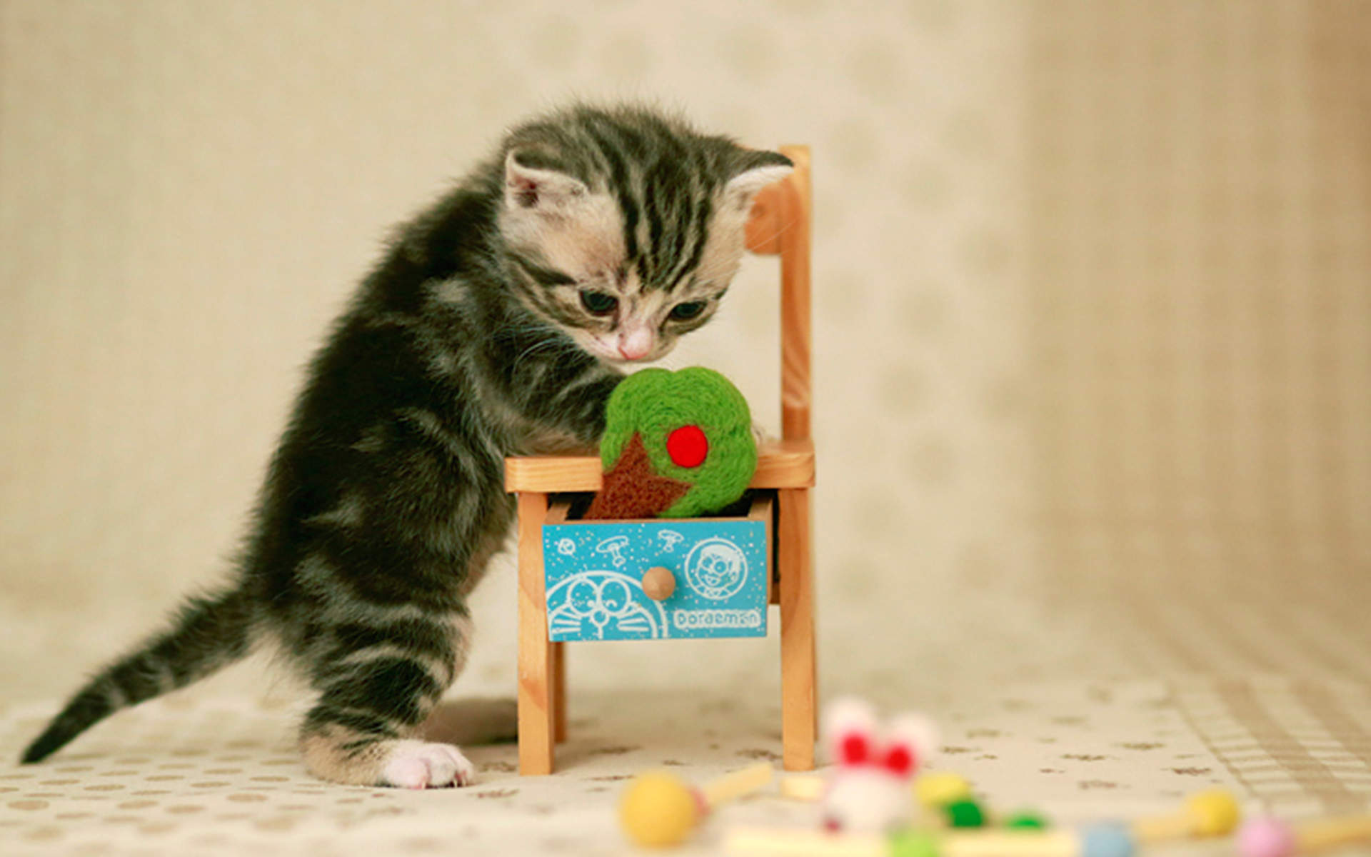 小猫图片
