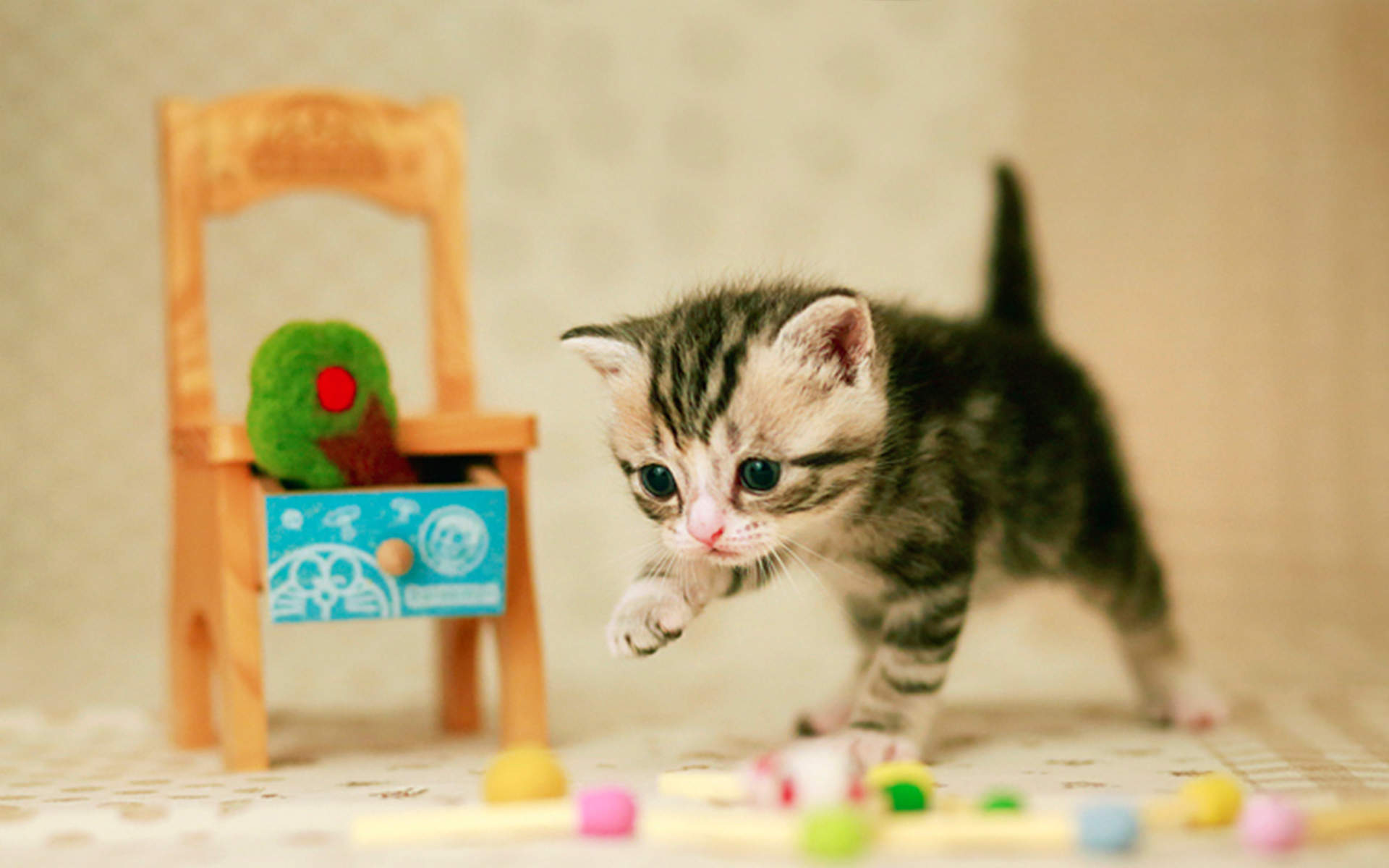 小猫图片