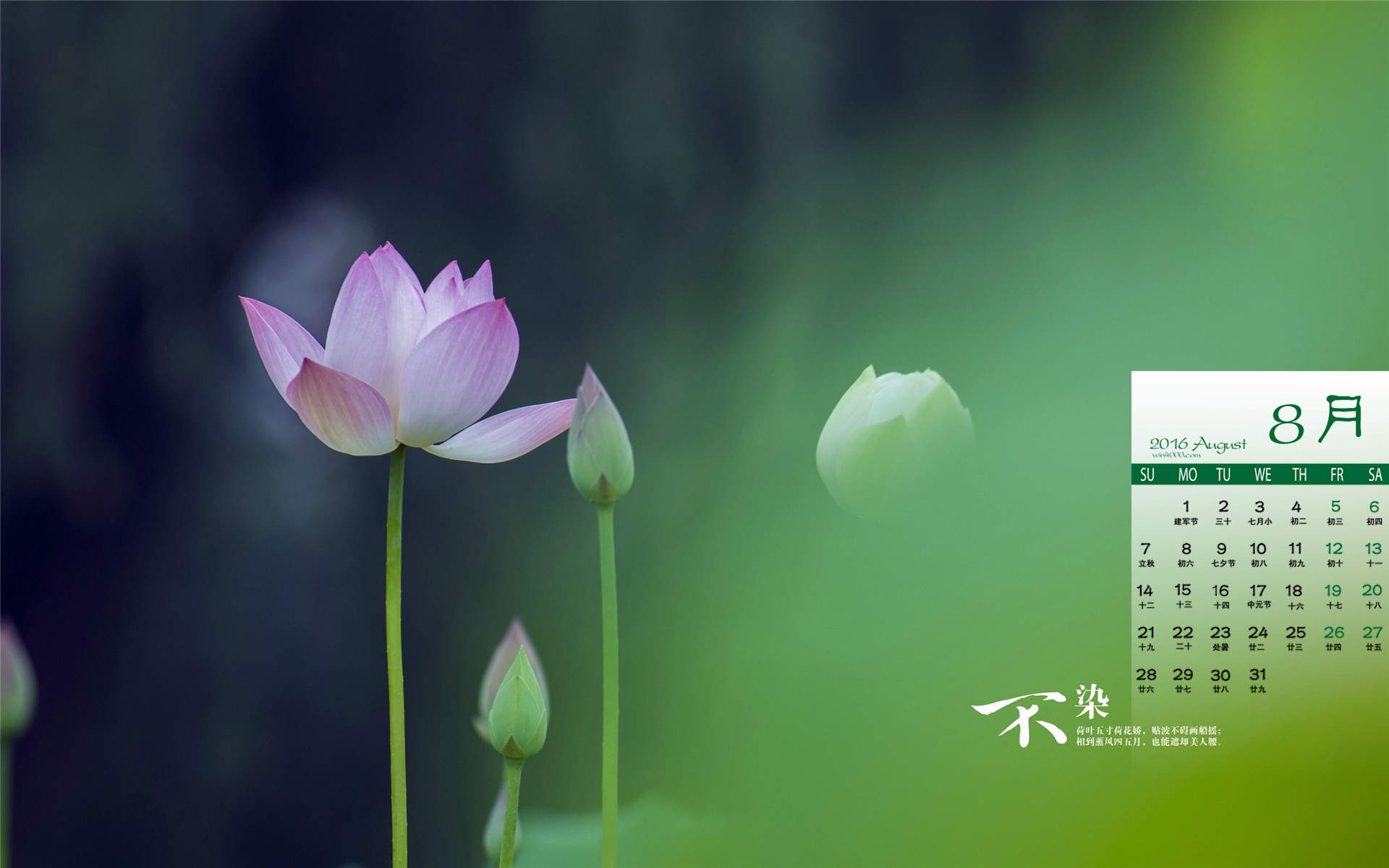 荷花图片图片