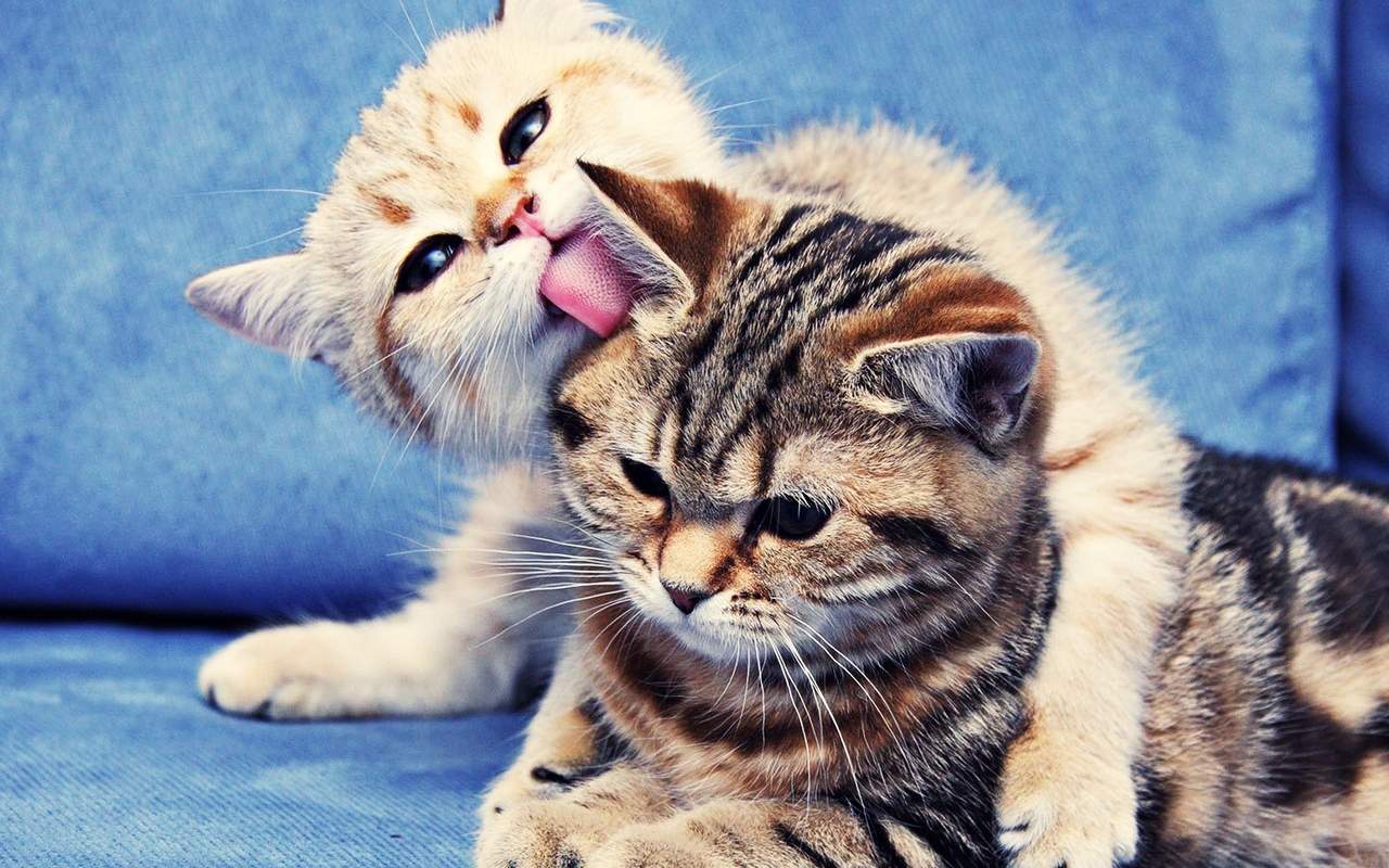 可爱小猫咪图片桌面壁纸图片