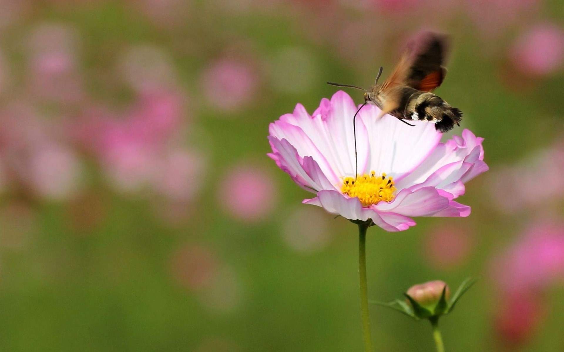格桑花图片