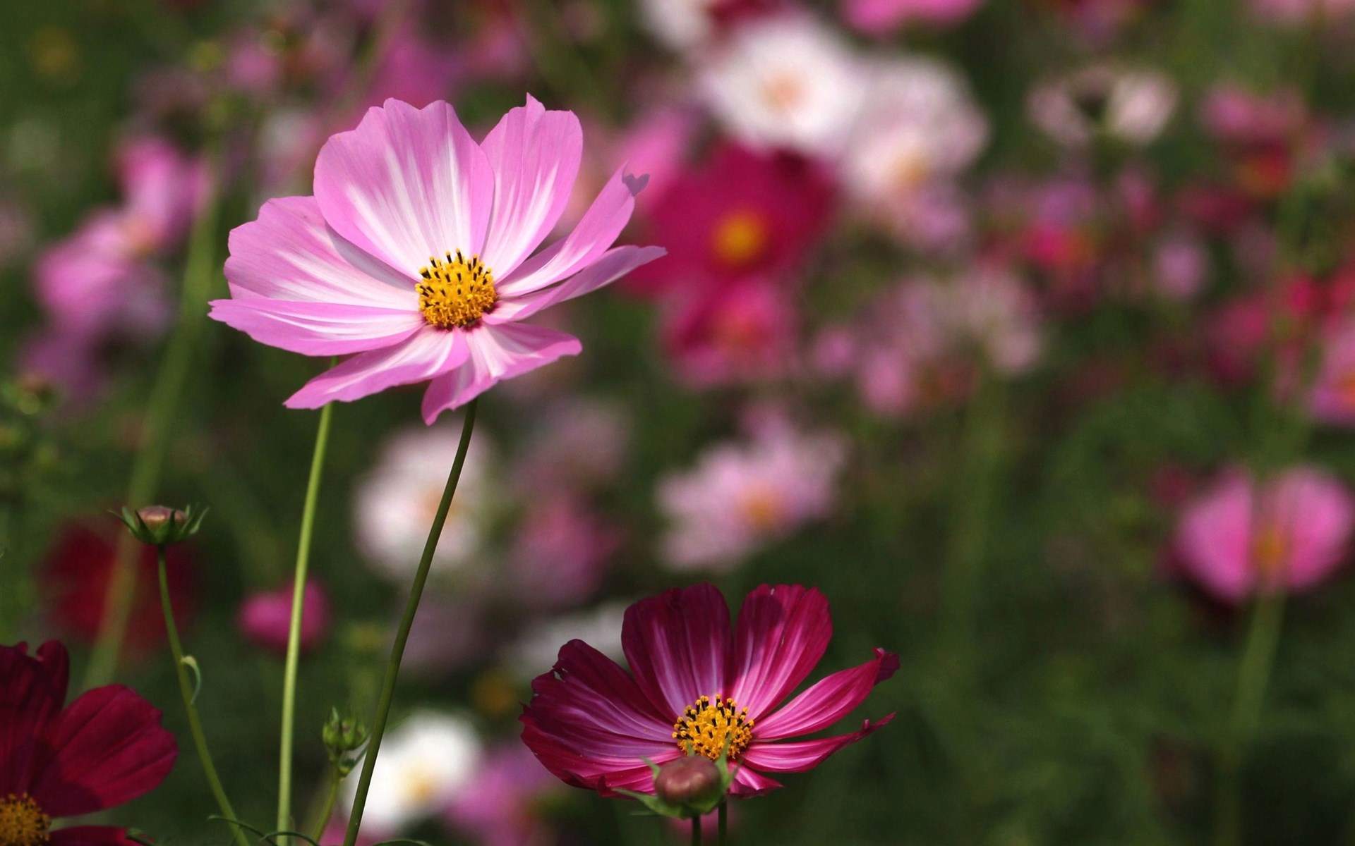 格桑花图片