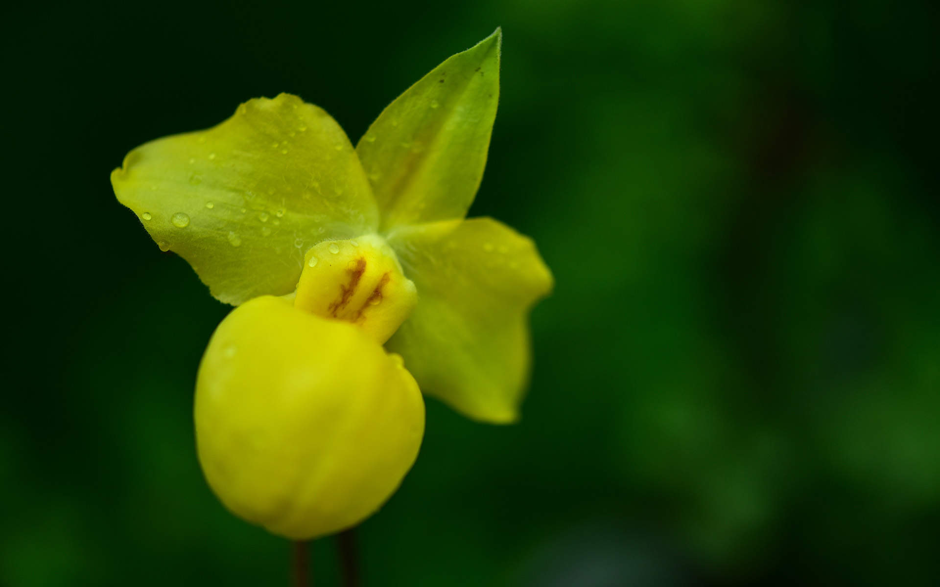 精选兰花高清植物桌面壁纸图片