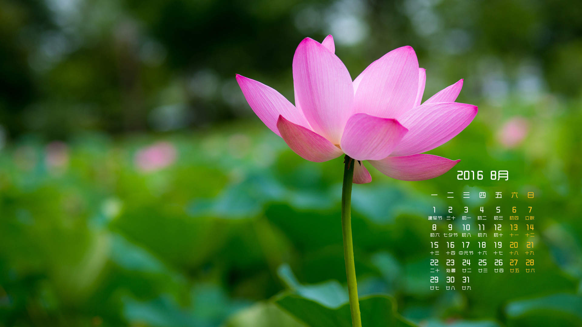 2016年8月日历荷花图片桌面壁纸图片