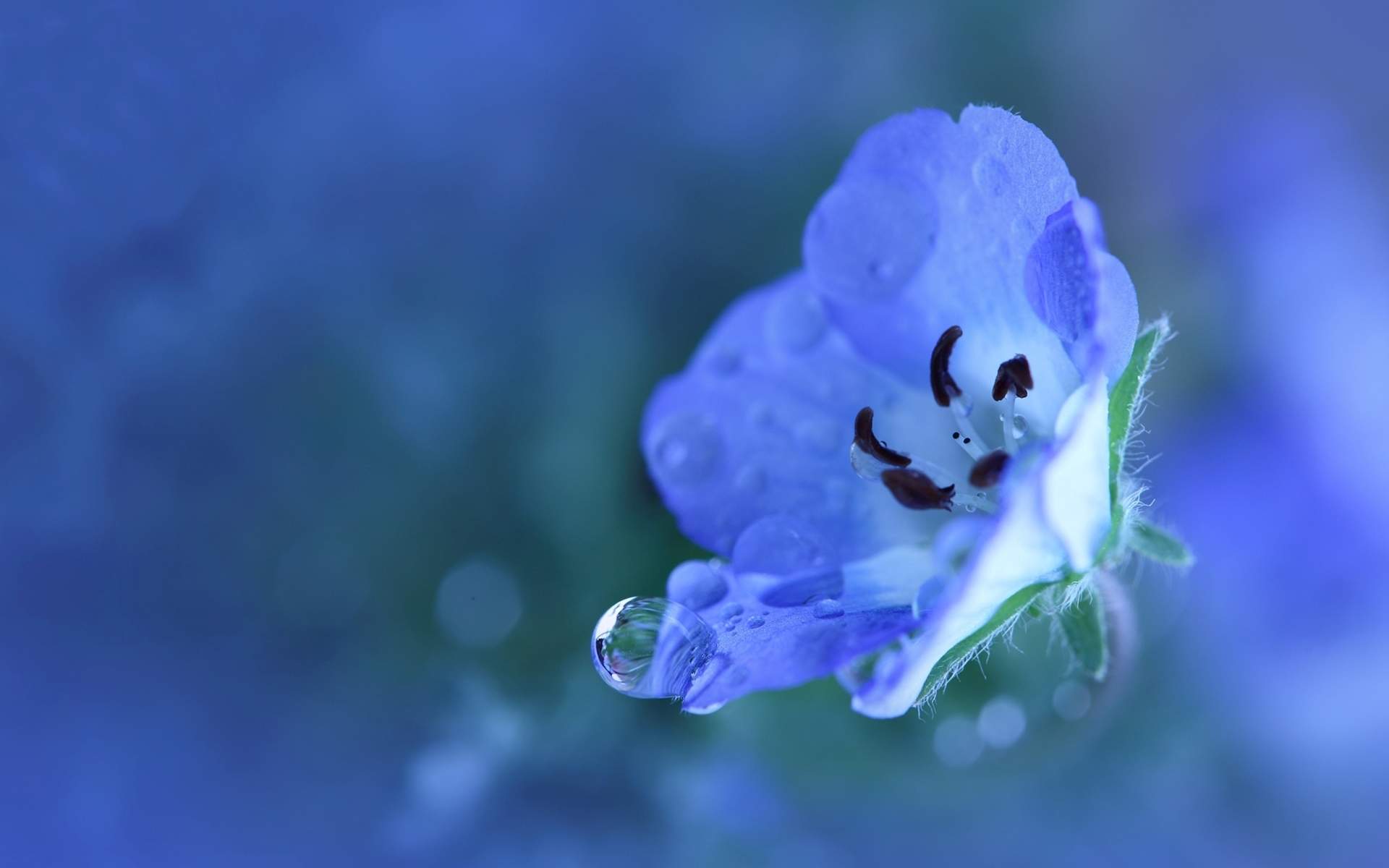 紫花图片