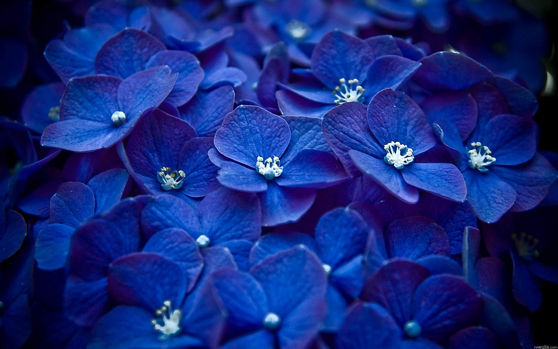 紫花图片