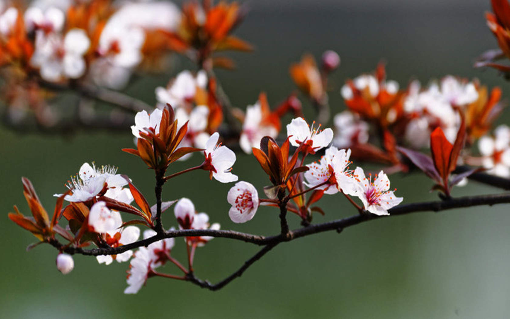 紫花图片