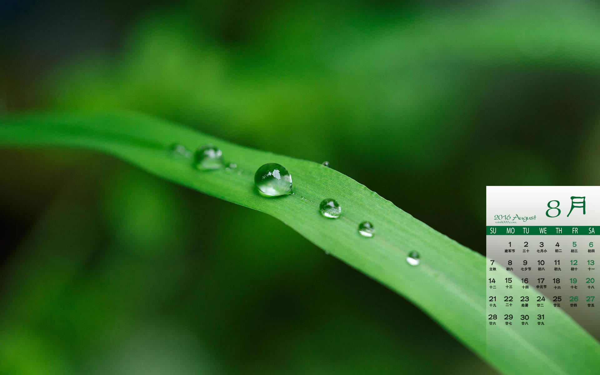 高清雨中绿叶养眼电脑桌面壁纸下载图片