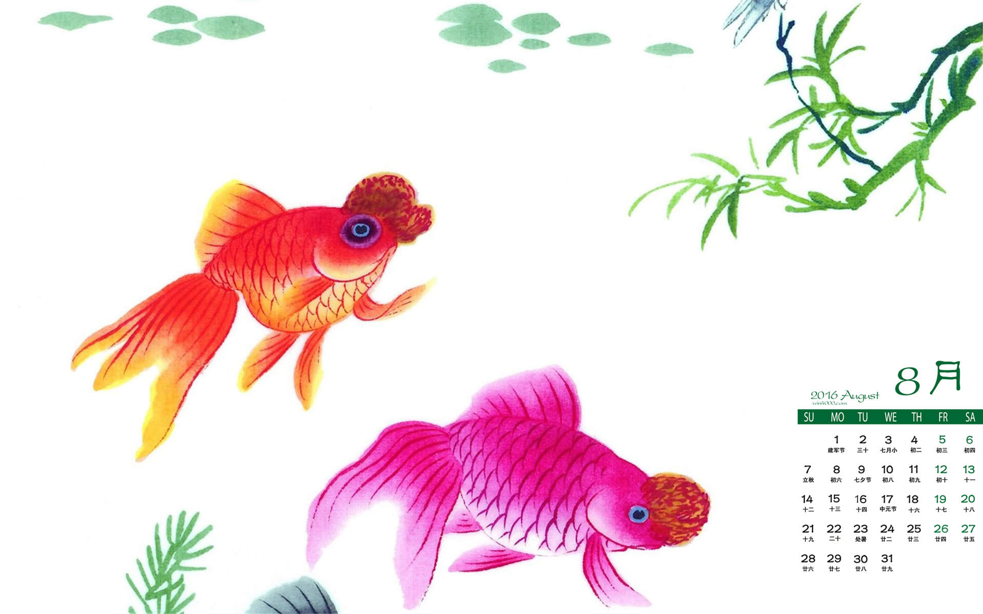 玉兔鱼图片  观赏鱼玉兔金鱼图片图片