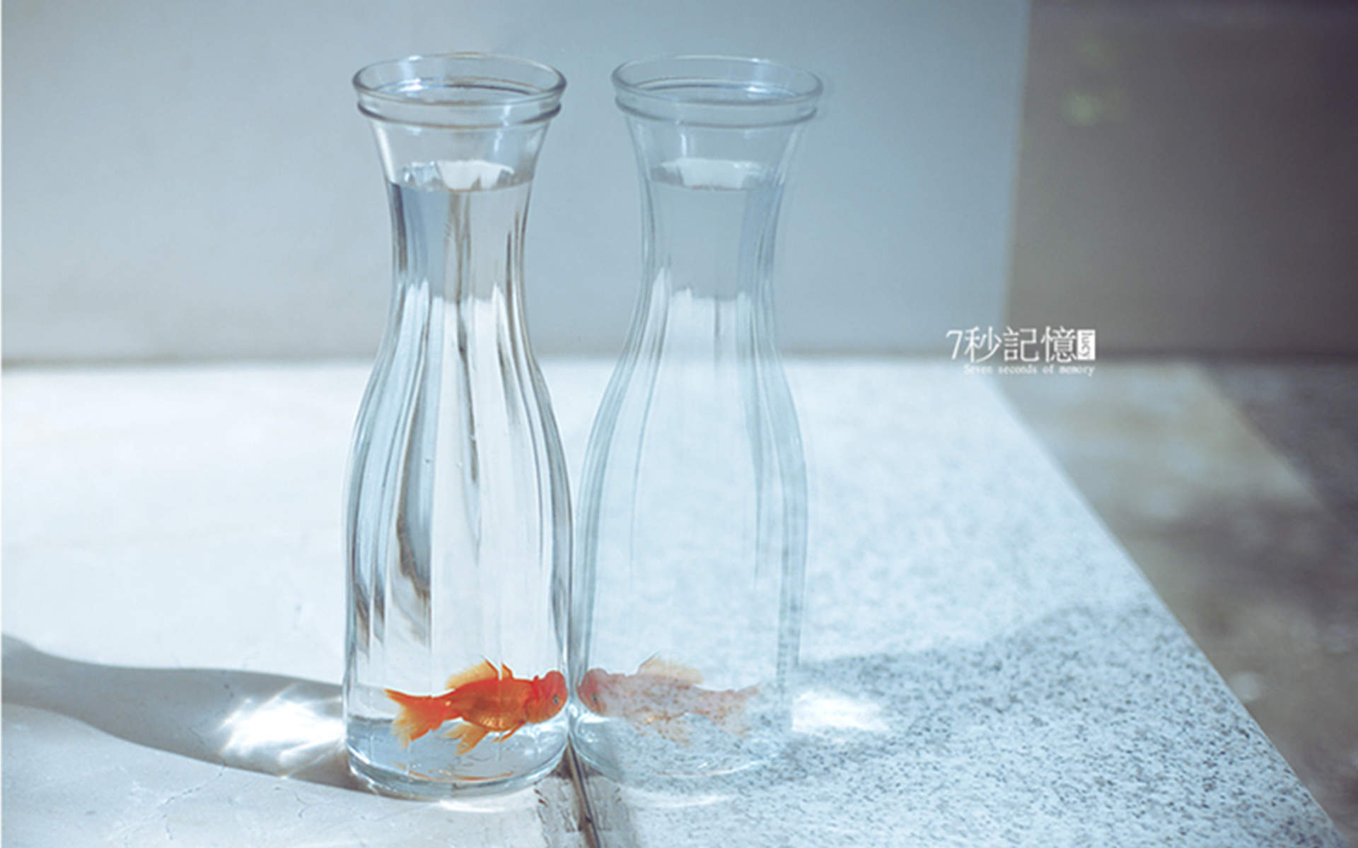 各种各样的小金鱼图片高清电脑壁纸图片