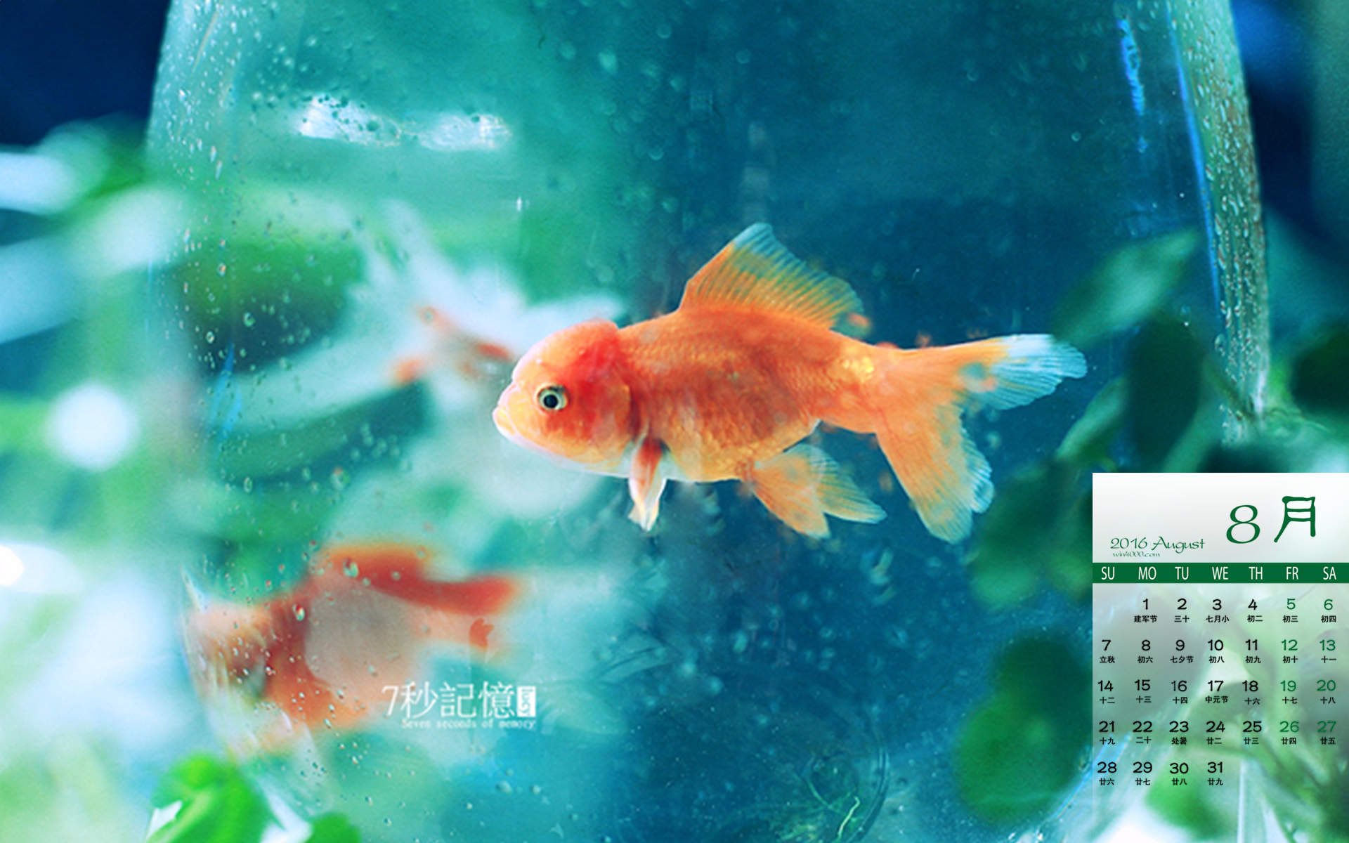 金鱼图片