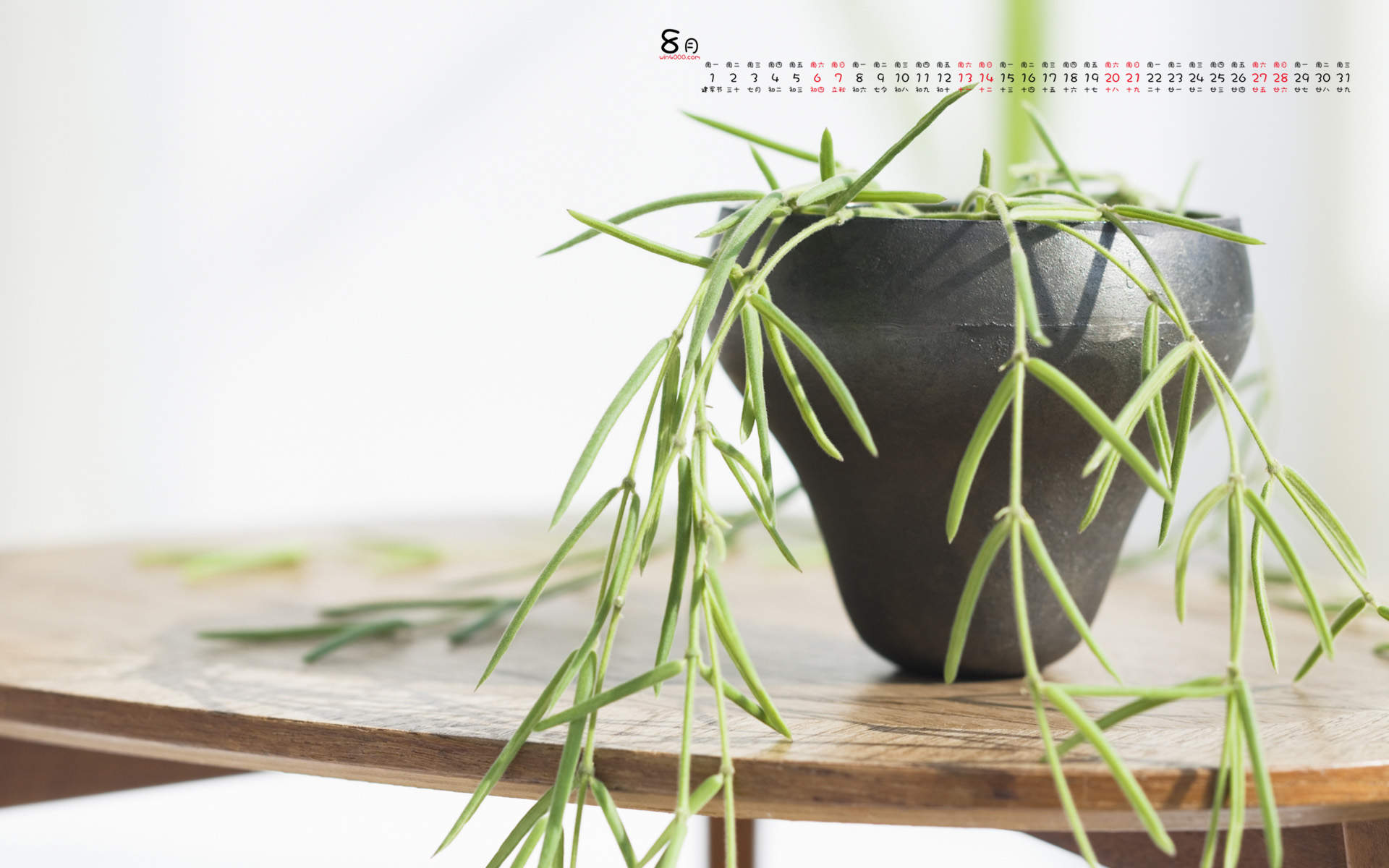 小清新植物盆栽图片高清宽屏壁纸图片