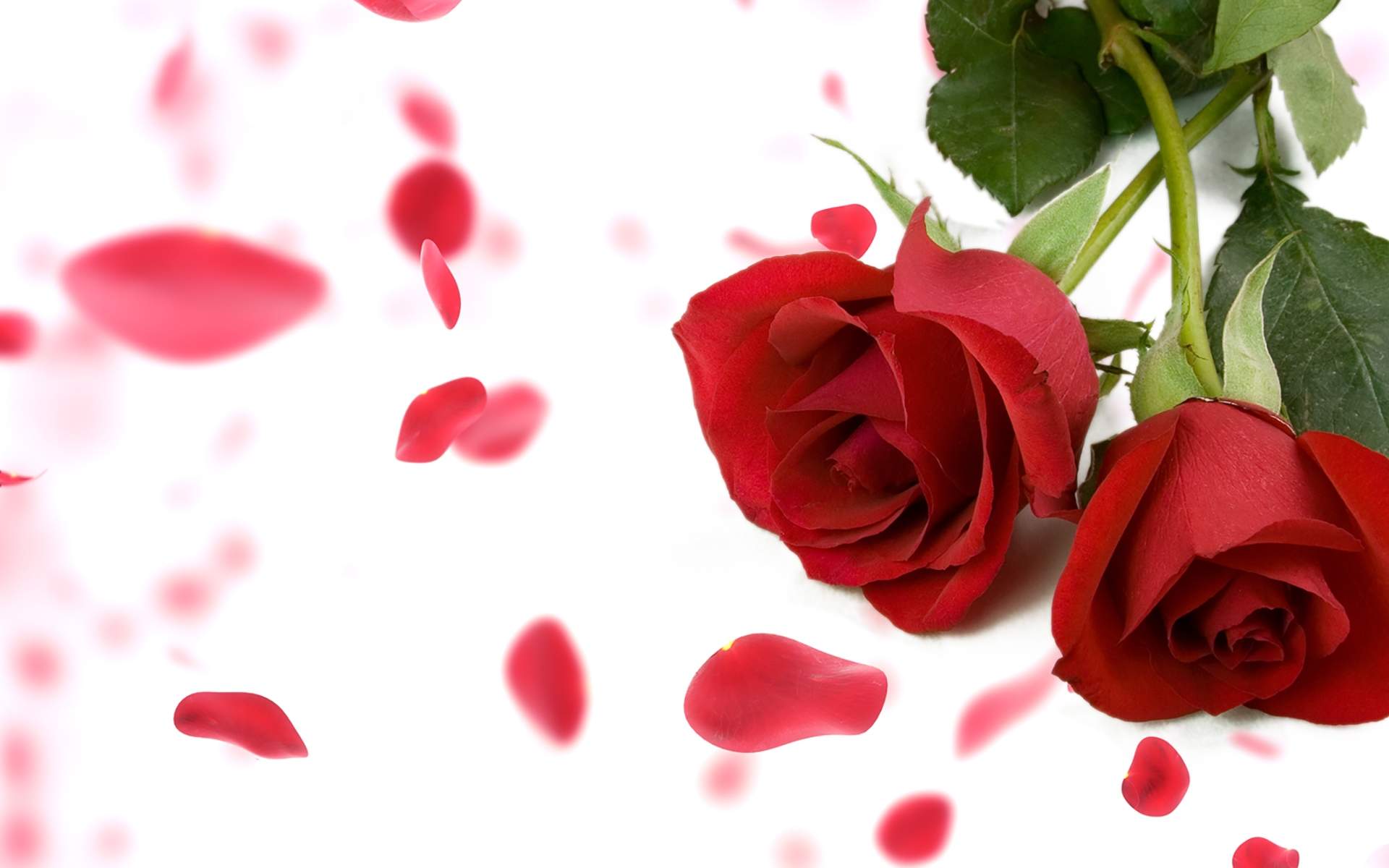 JONJON囧囧情人节甜蜜卡通壁纸图片