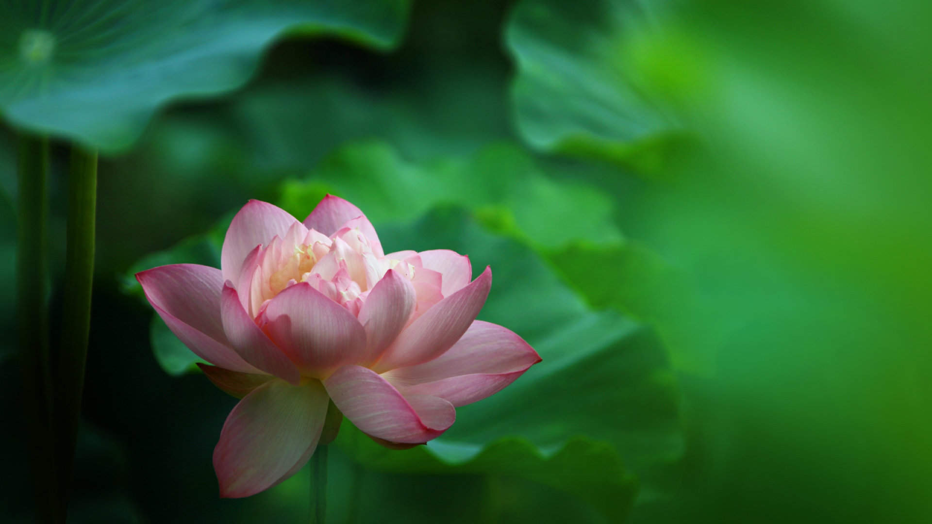夏日荷花唯美高清图片桌面壁纸图片