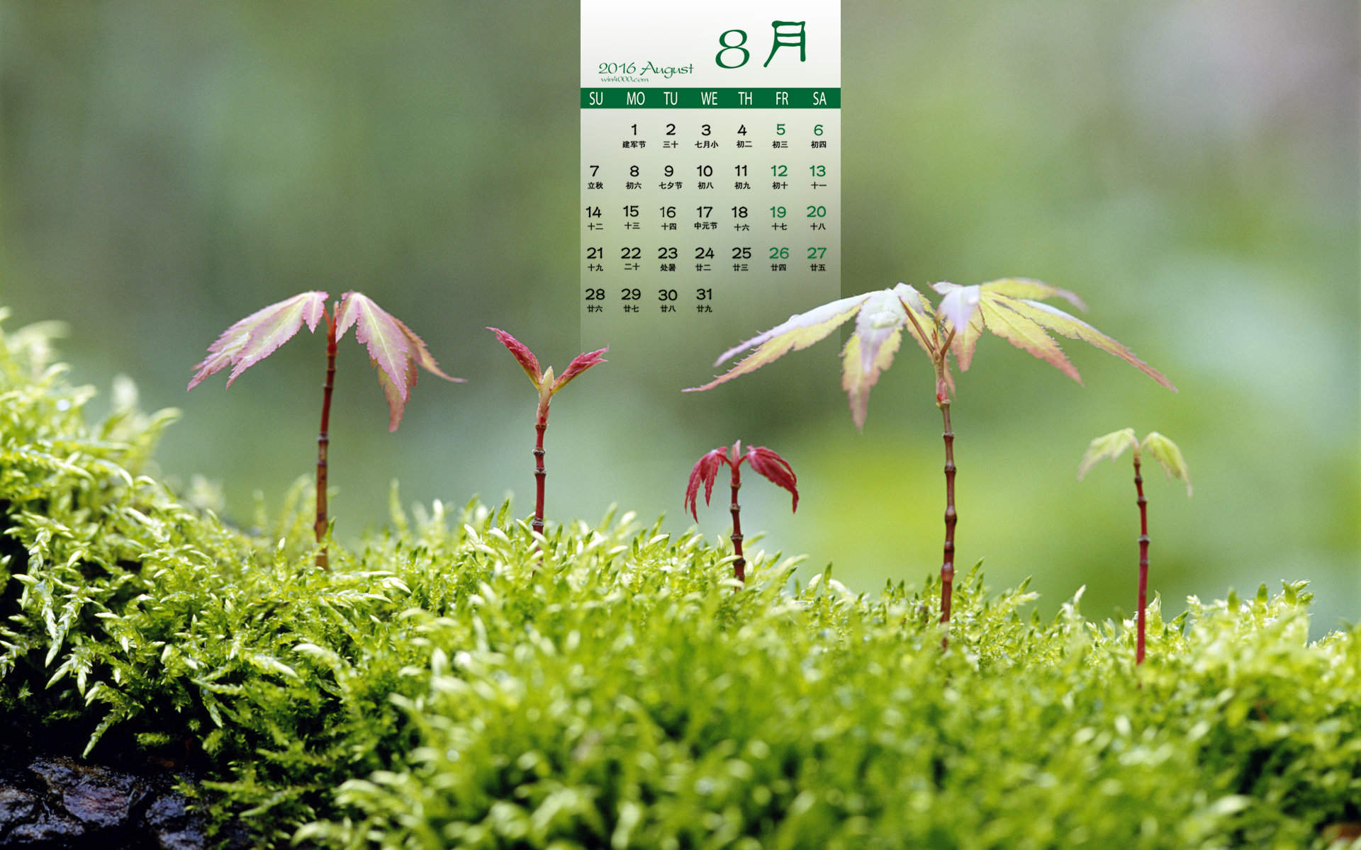 2016年8月日历浪漫情人节图片电脑桌面壁纸下载图片