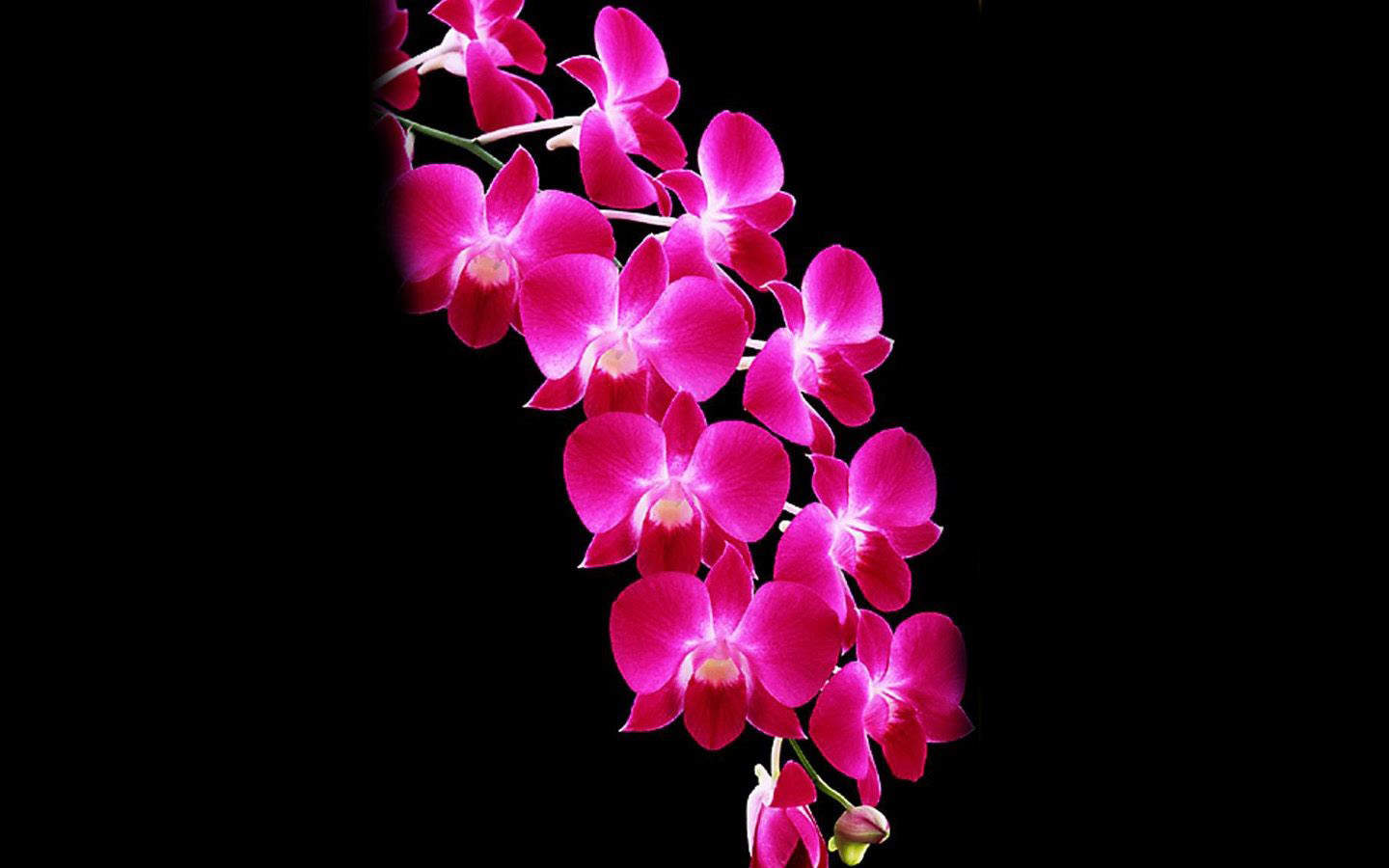精选兰花高清植物桌面壁纸图片
