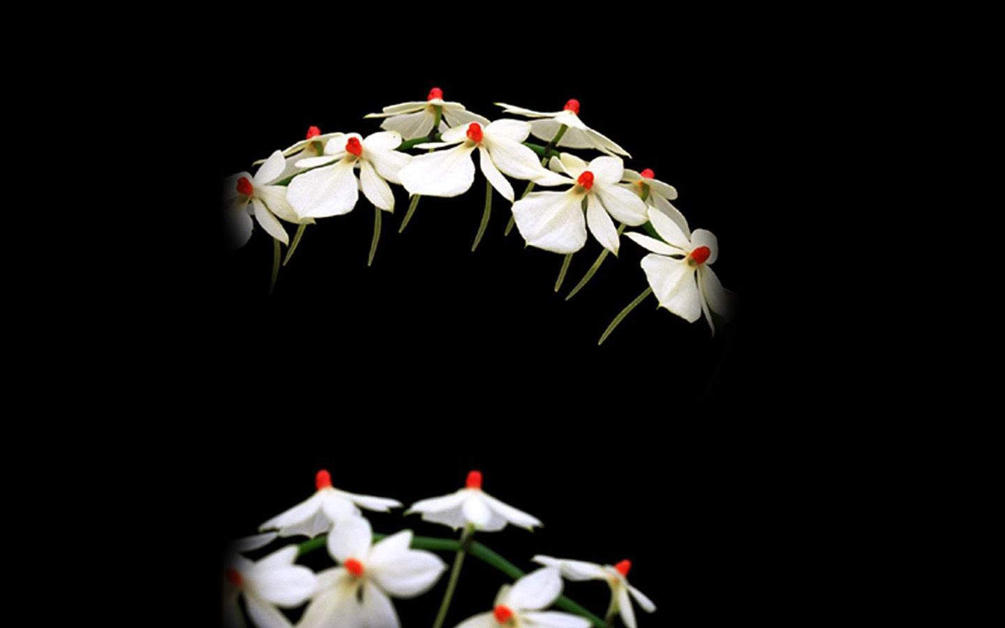 精选兰花高清植物桌面壁纸图片