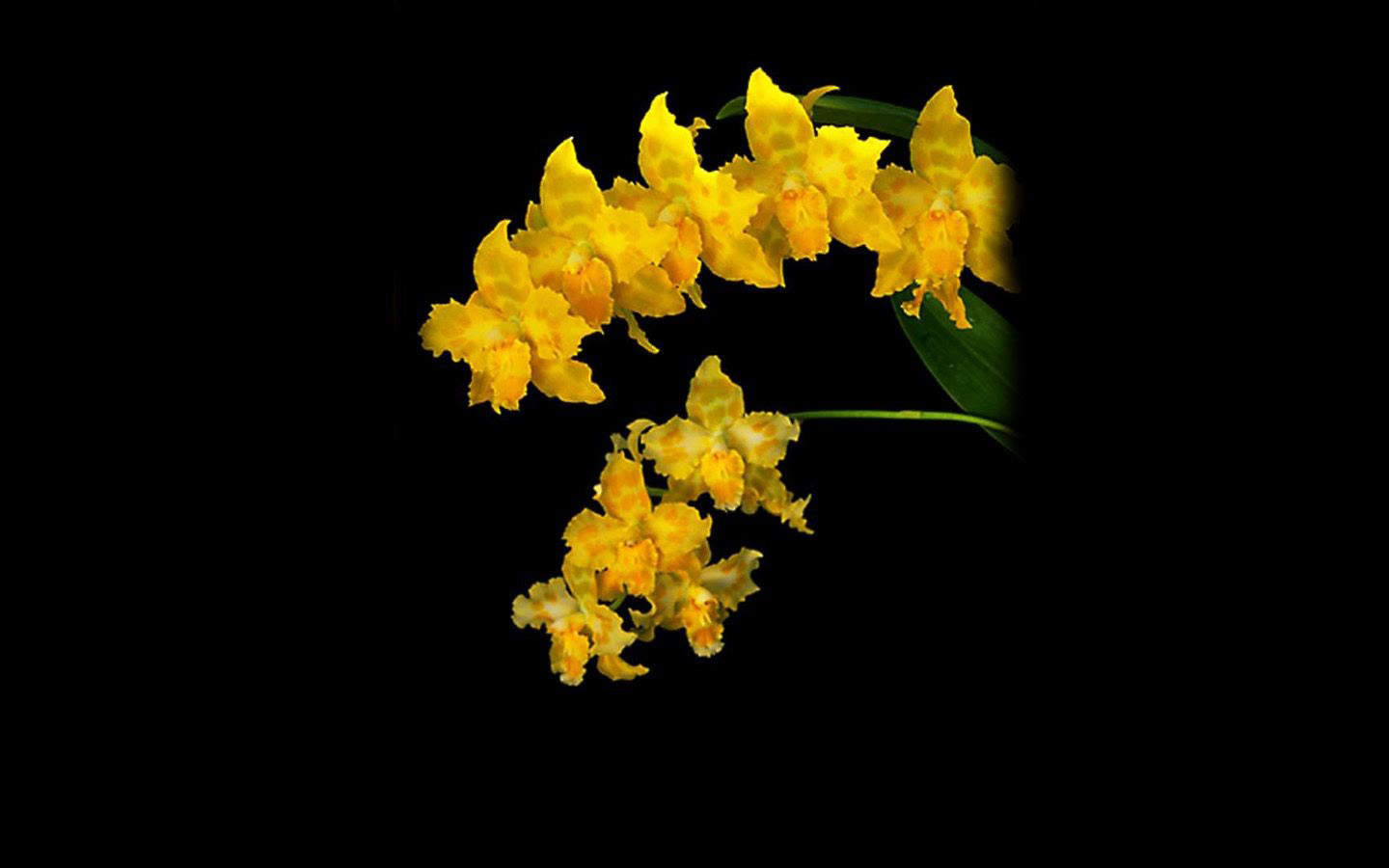 精选兰花高清植物桌面壁纸图片