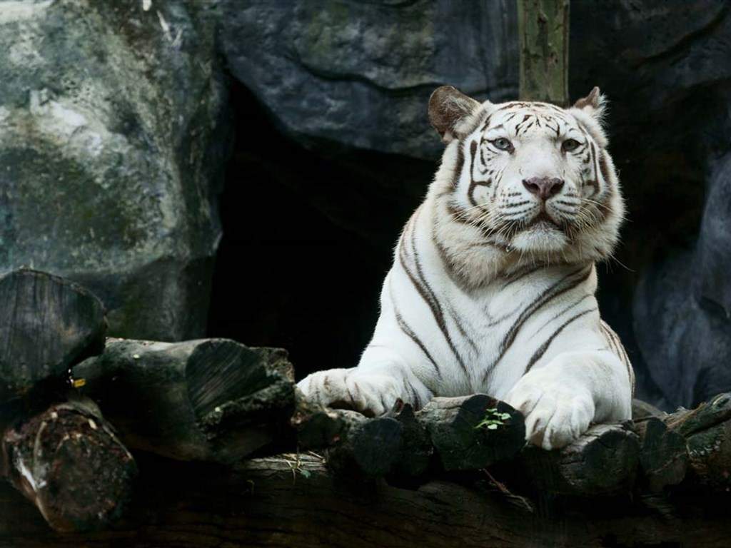 老虎摄影写真图片 十二生肖虎图片 第二辑图片