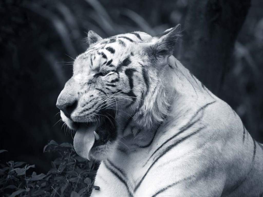 精选自然界猛兽动物狮子老虎豹子高清素材图片桌面壁纸下载第一辑图片