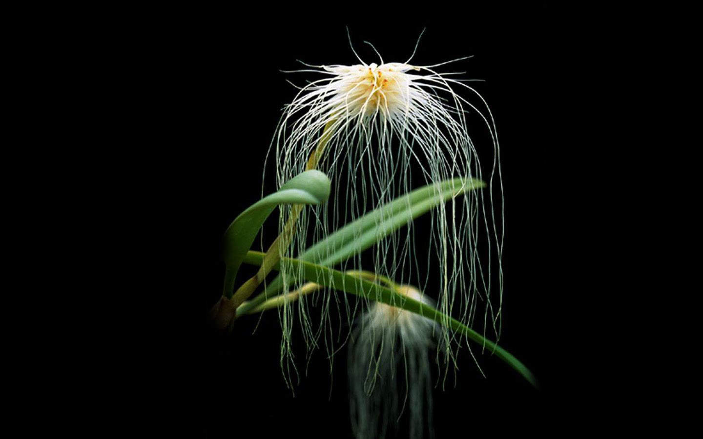 精选兰花高清植物桌面壁纸图片