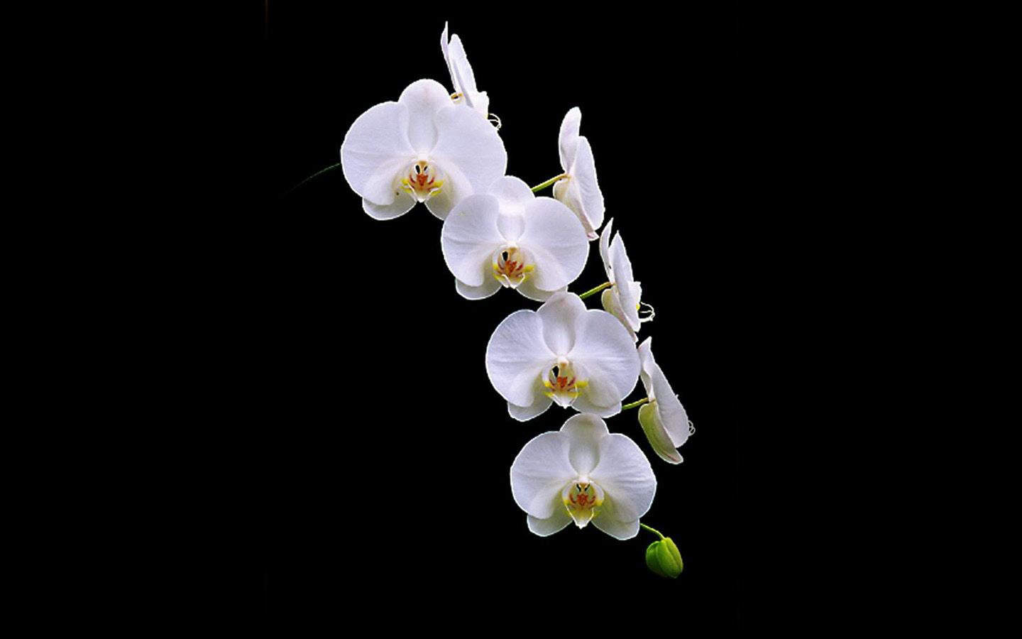 精选兰花高清植物桌面壁纸图片