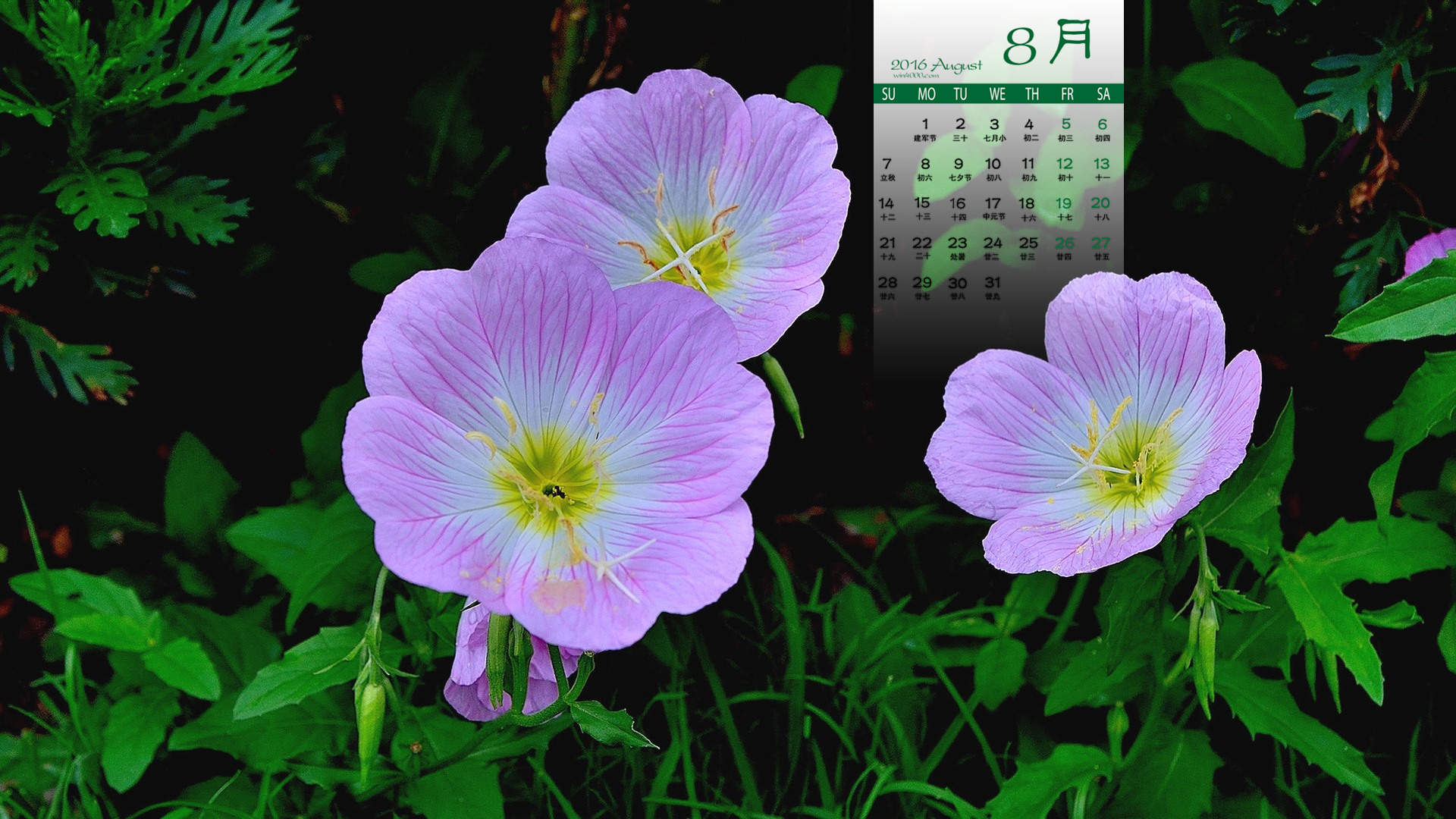 2016年8月日历图片