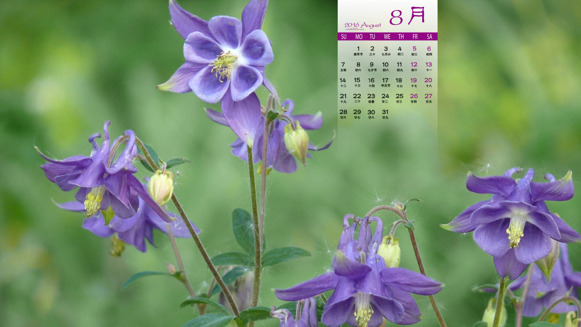 2016年8月日历图片