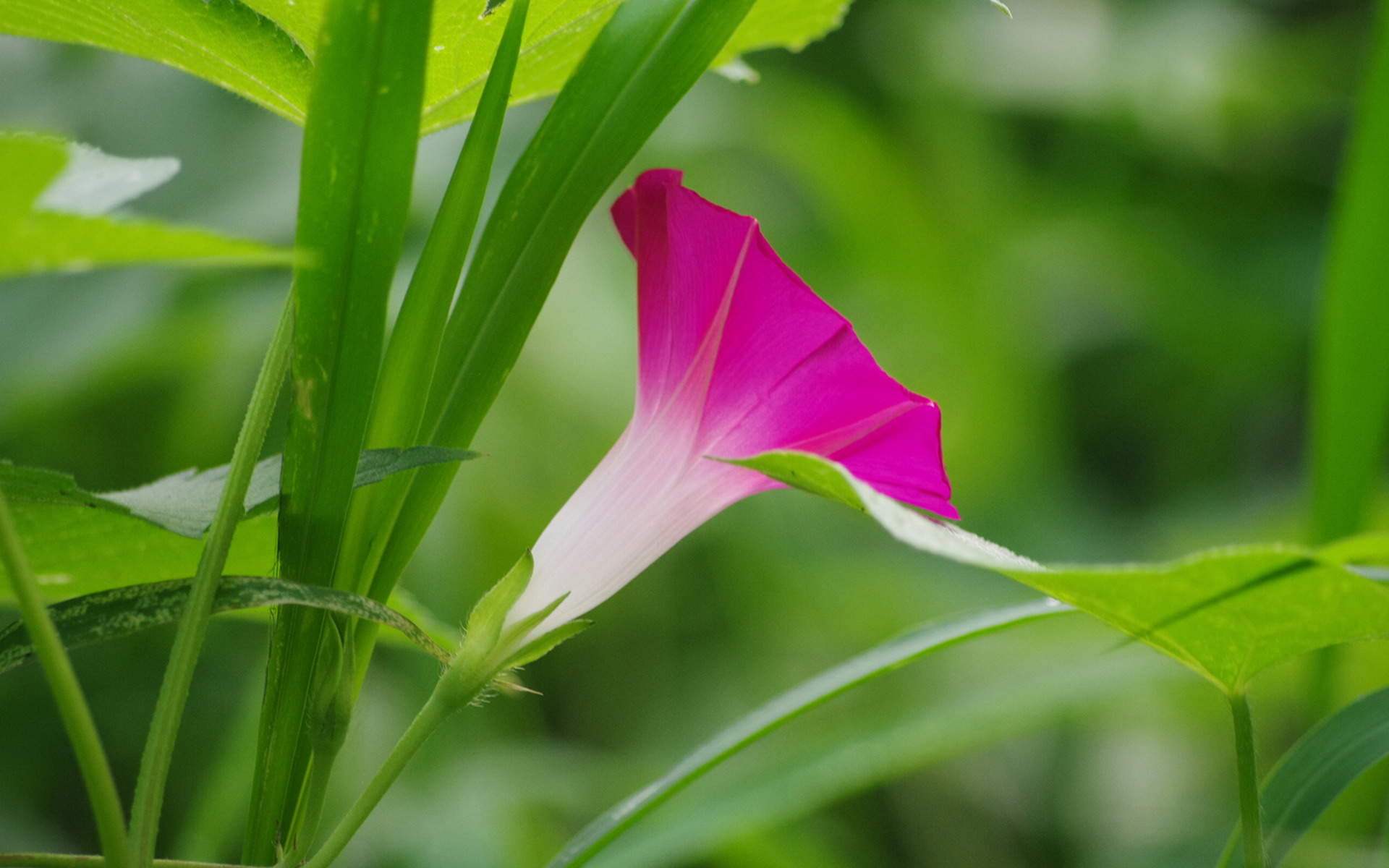 牵牛花图片