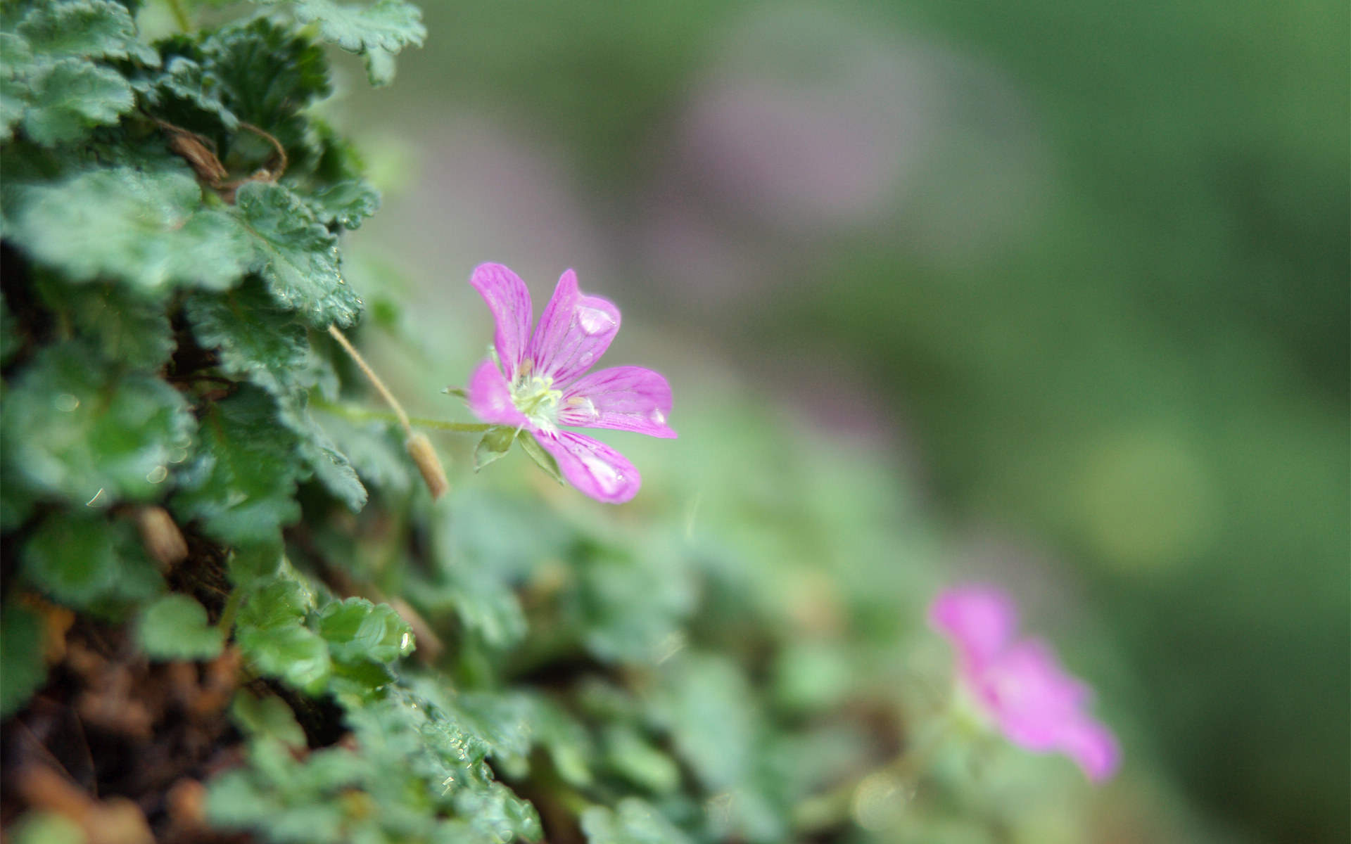 菊花图片