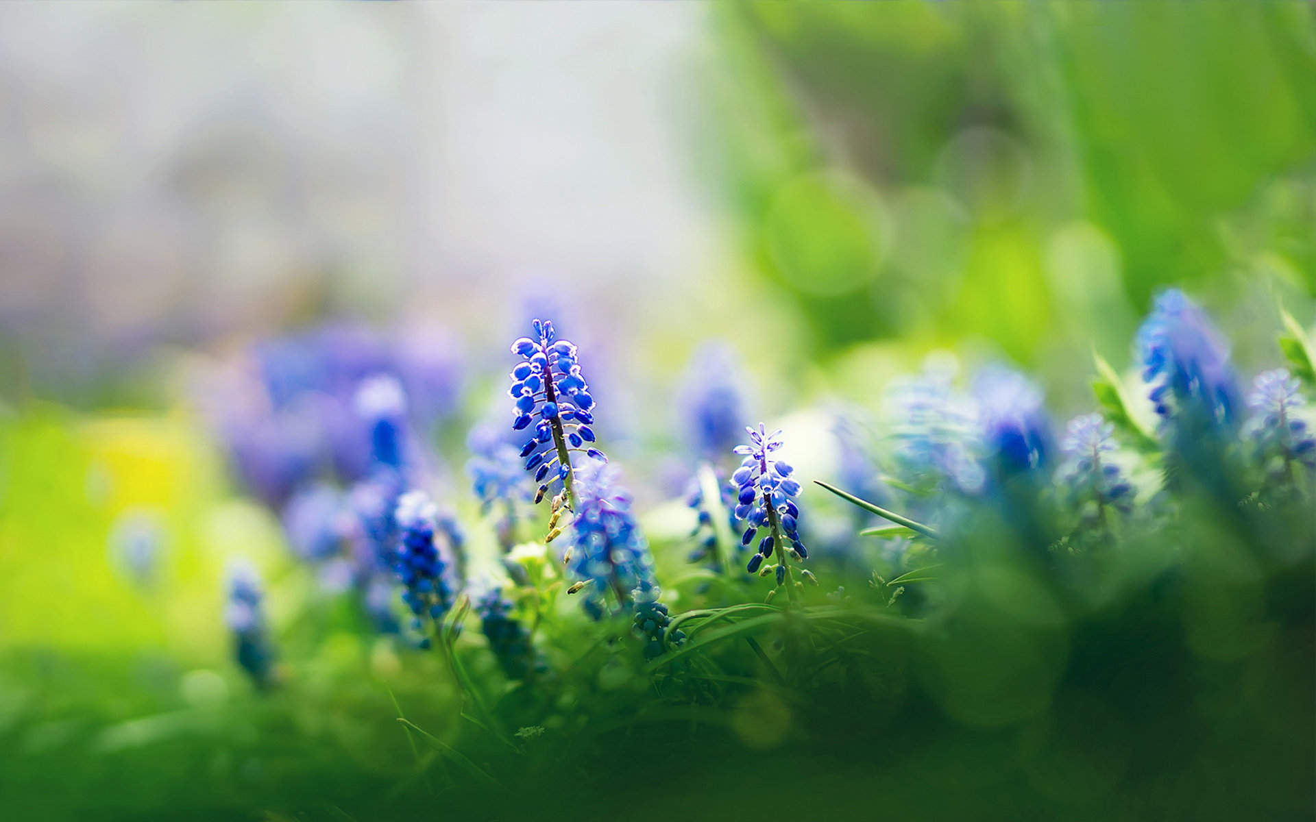 菊花图片