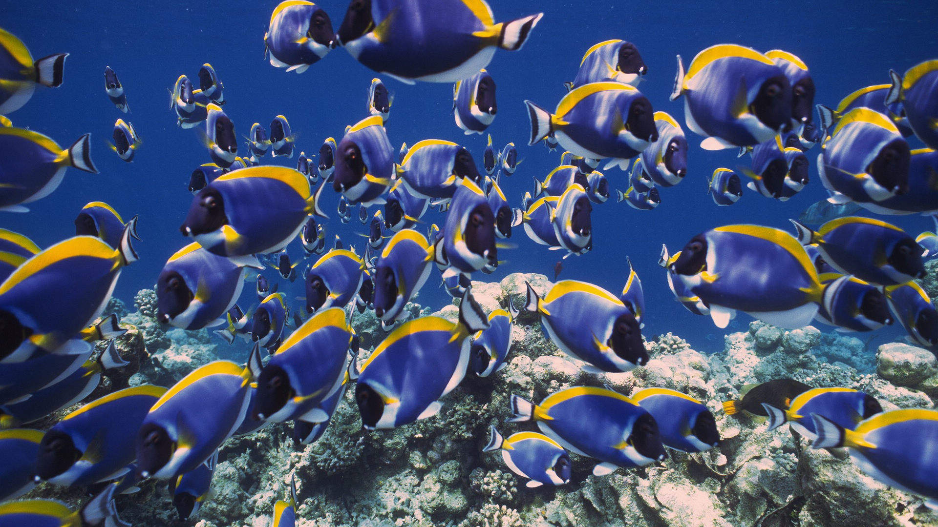 海洋生物图片