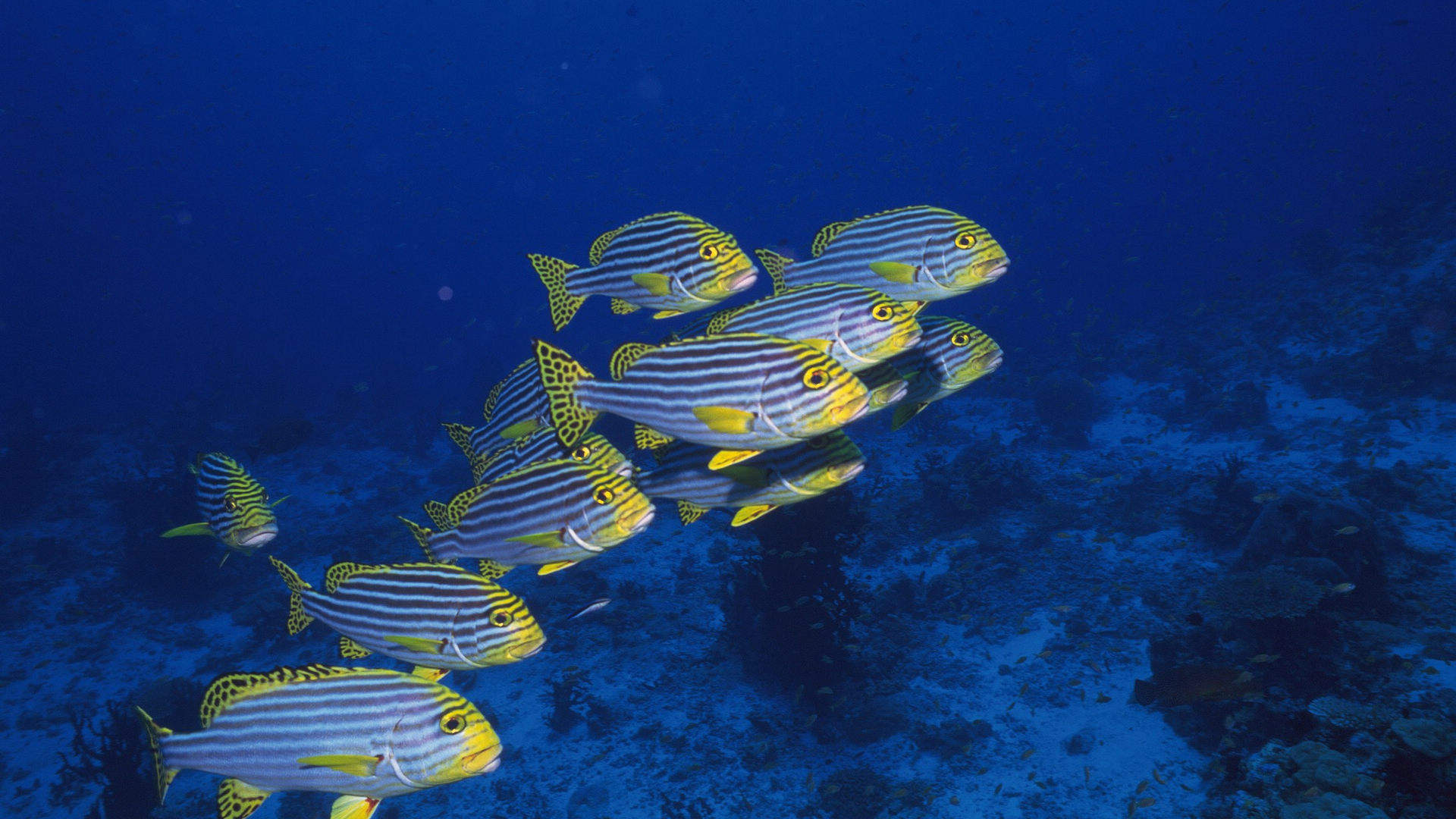 海洋生物图片