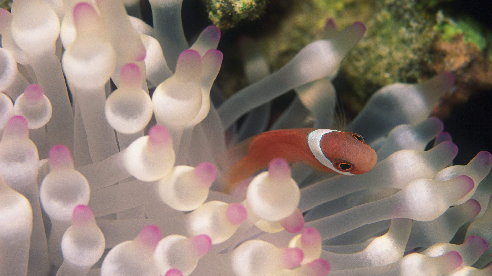 海洋生物图片
