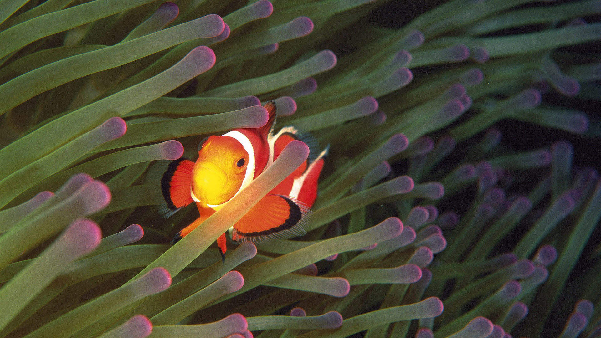 海洋生物可爱的海豚桌面壁纸图片