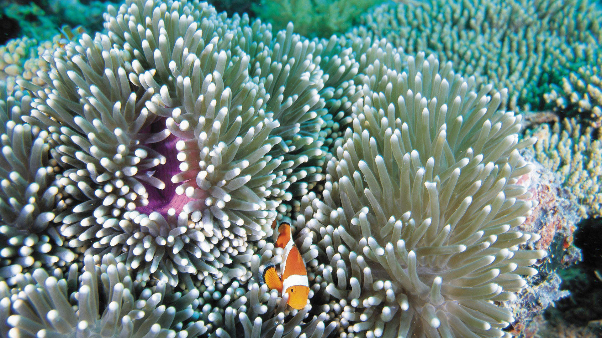 海洋生物图片