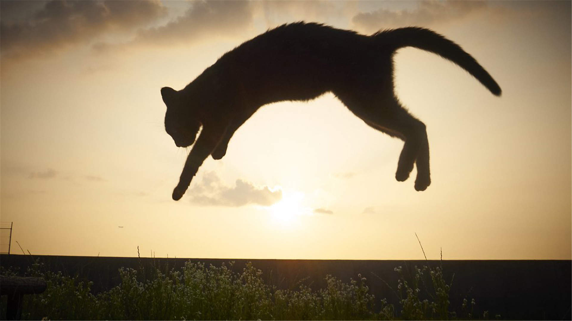 可爱小猫咪图片桌面壁纸图片