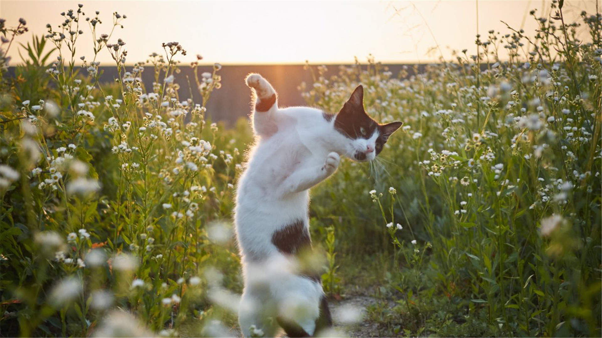 2016年9月日历可爱动物猫咪高清桌面壁纸图片大全图片