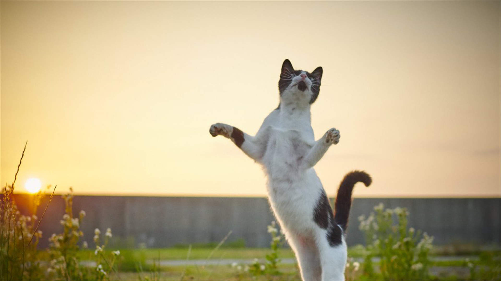 可爱超清的大图合集猫咪手机壁纸下载图片