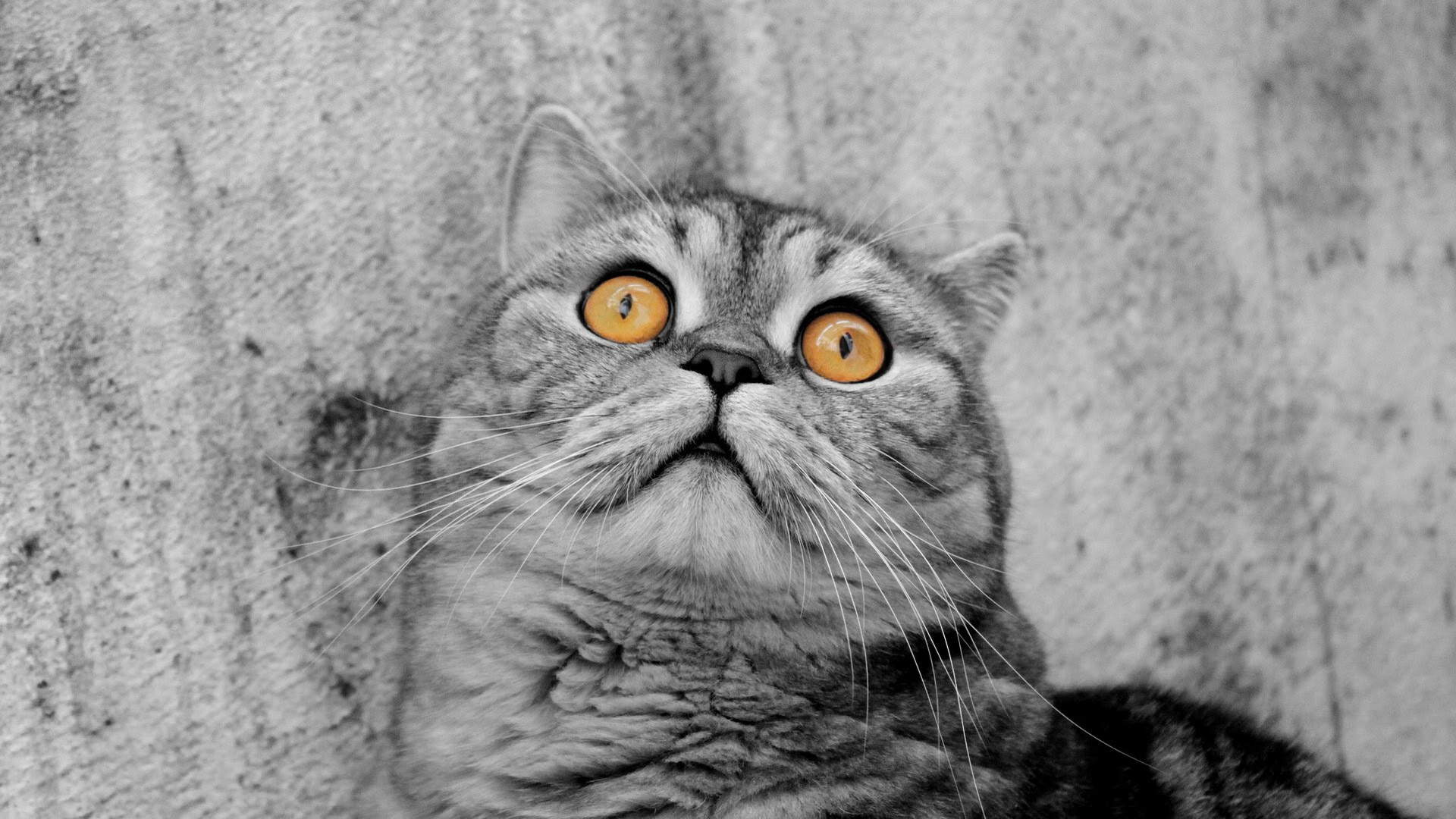 可爱小猫咪图片桌面壁纸图片