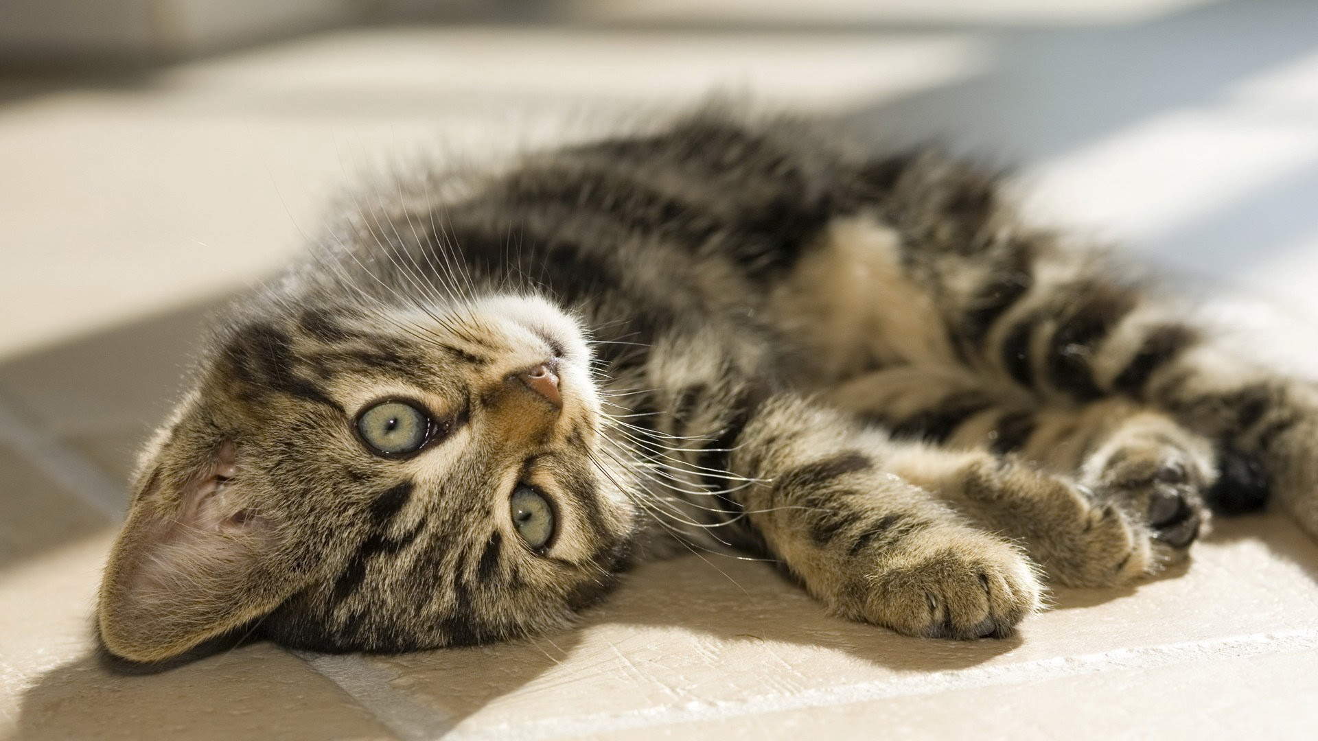 猫咪图片