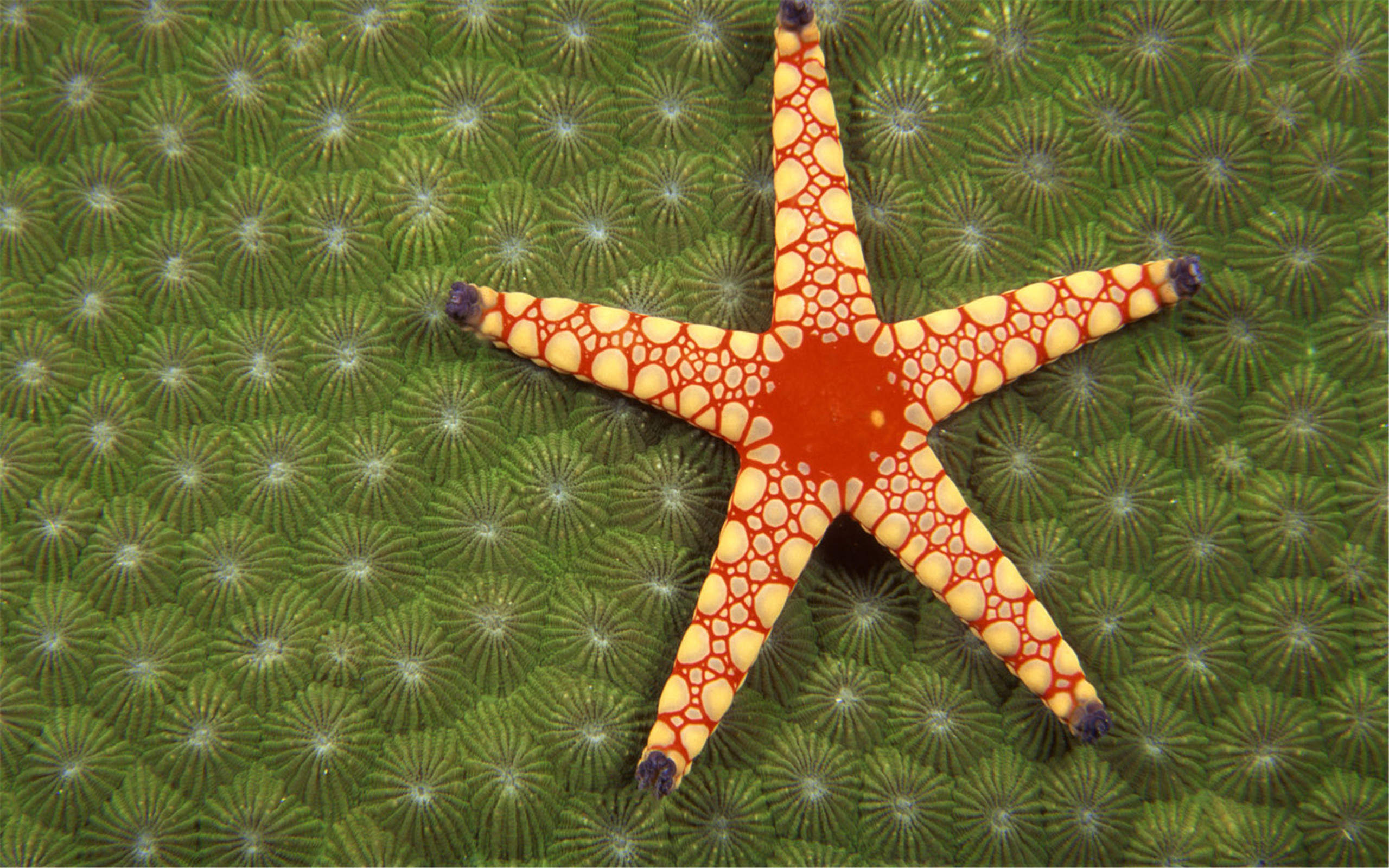 海底世界图片